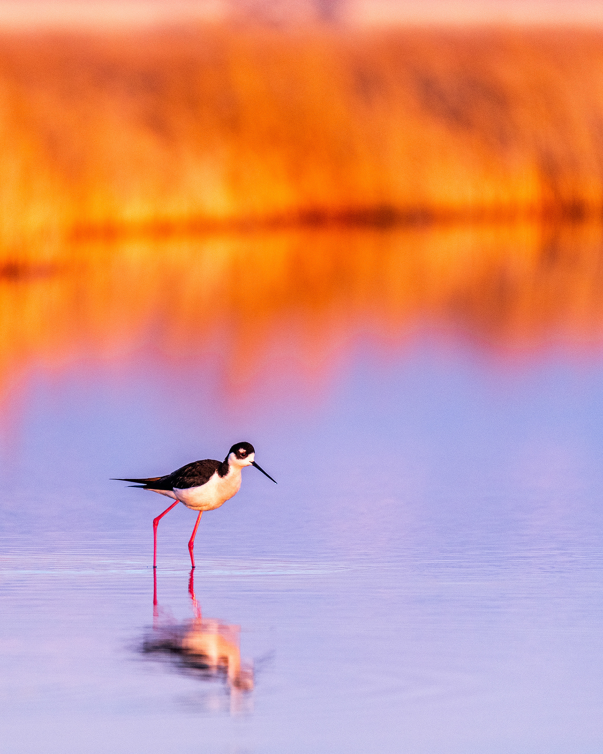 Black-necked Stilt at Frank Lake, Alberta