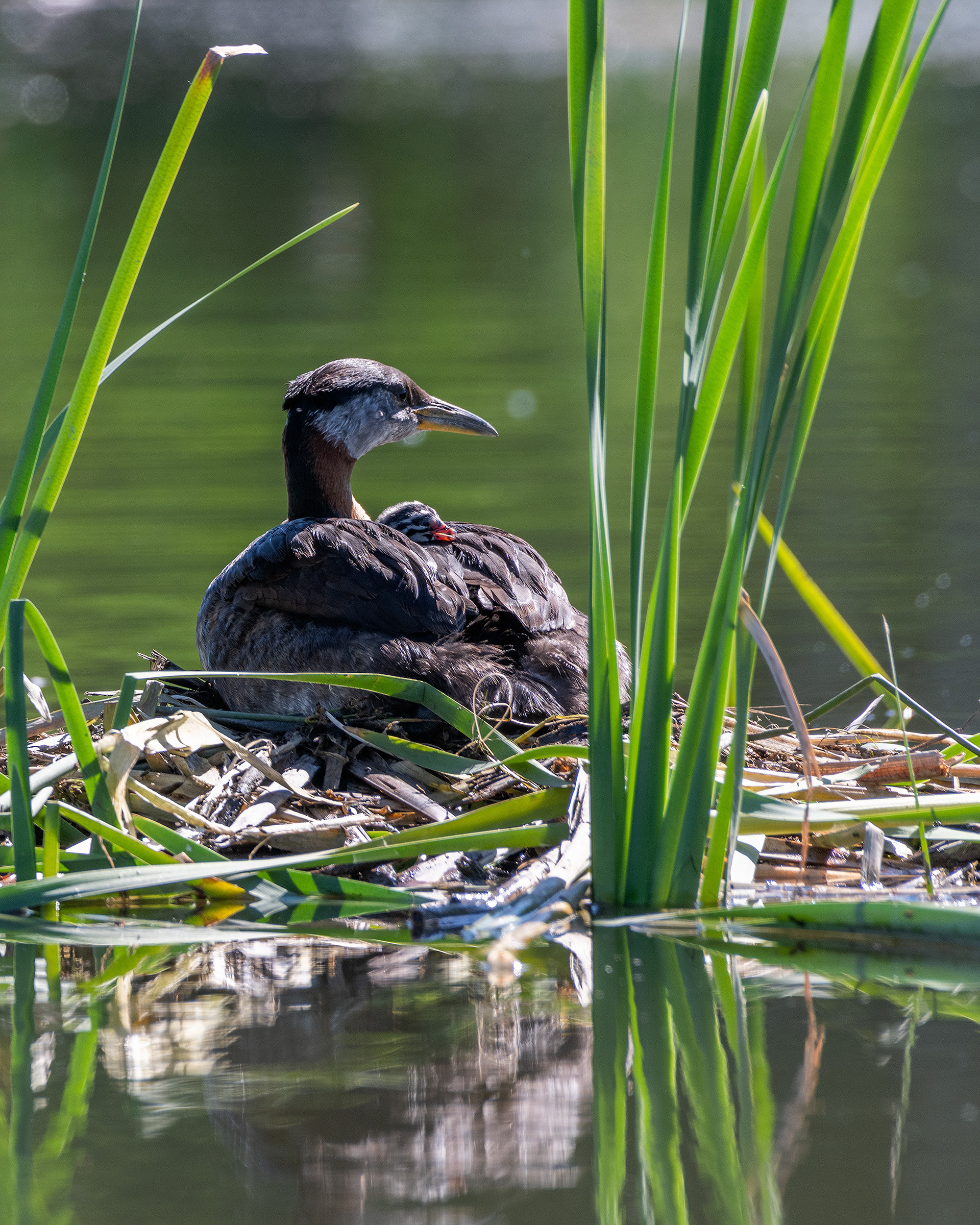 Red-necked Grebe (female) and her newly hatched chick at their nest, Marshall Springs - Fish Creek Prov. Park, Calgary, AB
