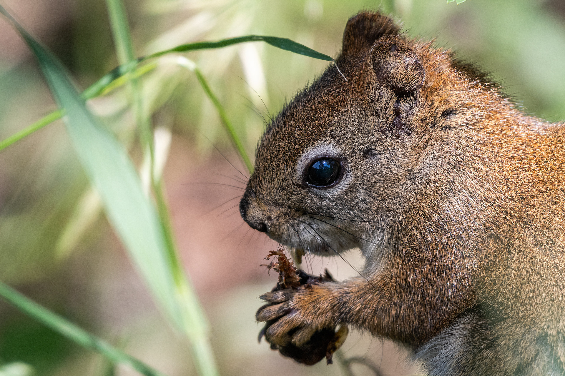 Red Squirrel at Votier's Flats - Fish Creek Provincial Park, Calgary, Alberta