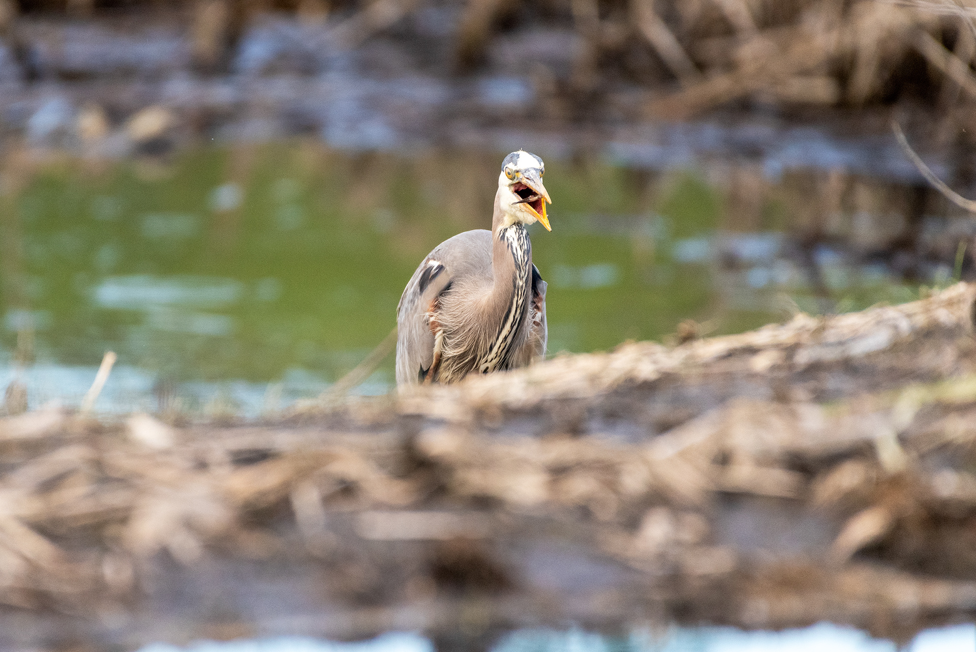 Great Blue Heron
