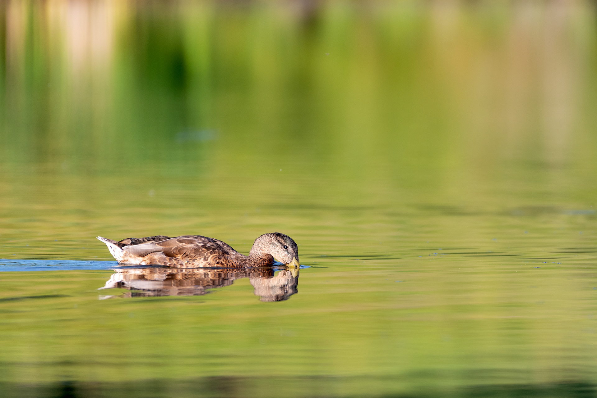 Mallard on the water
