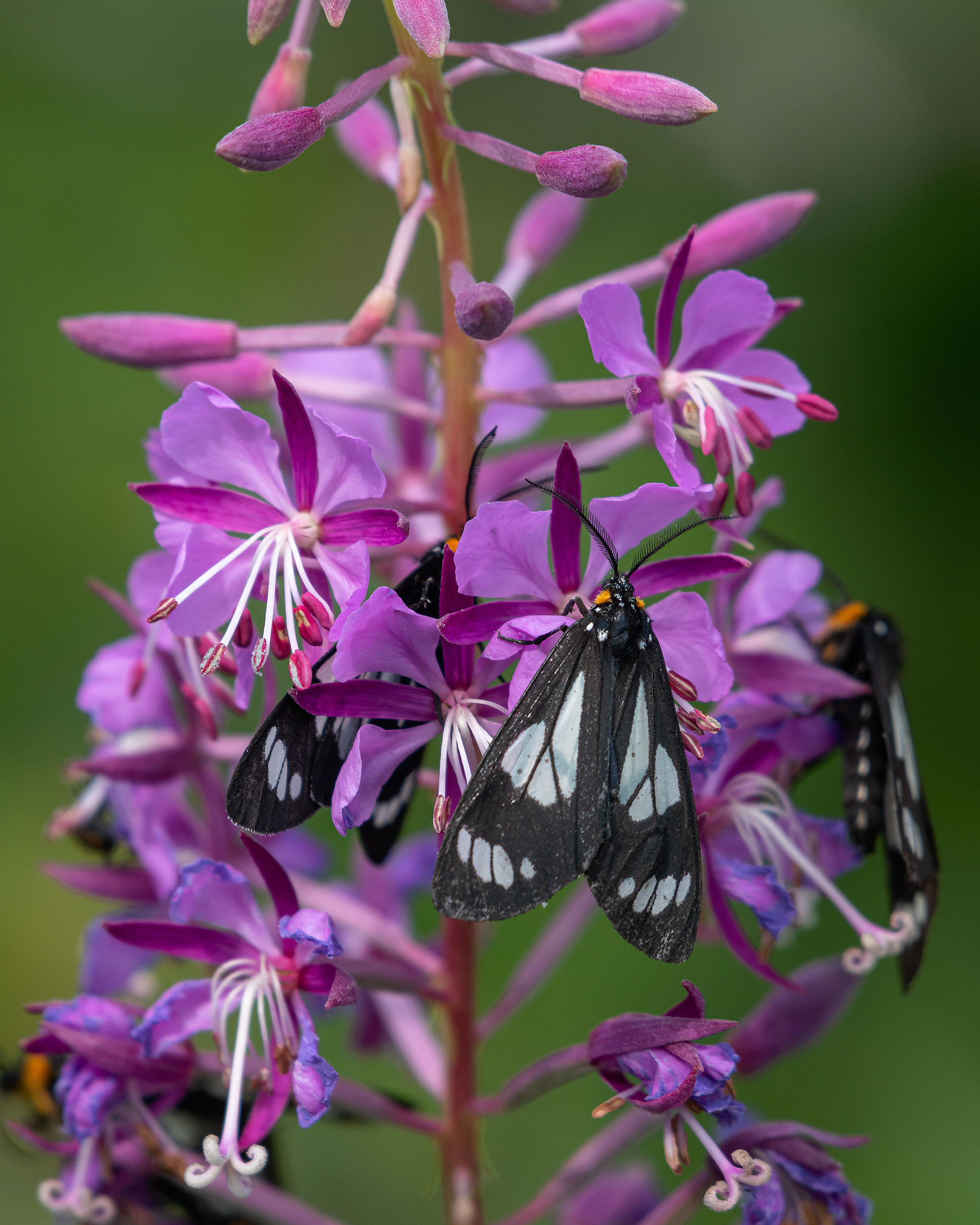 Flowers and Butterflies, Brown-Lowery Provincial Park, Alberta