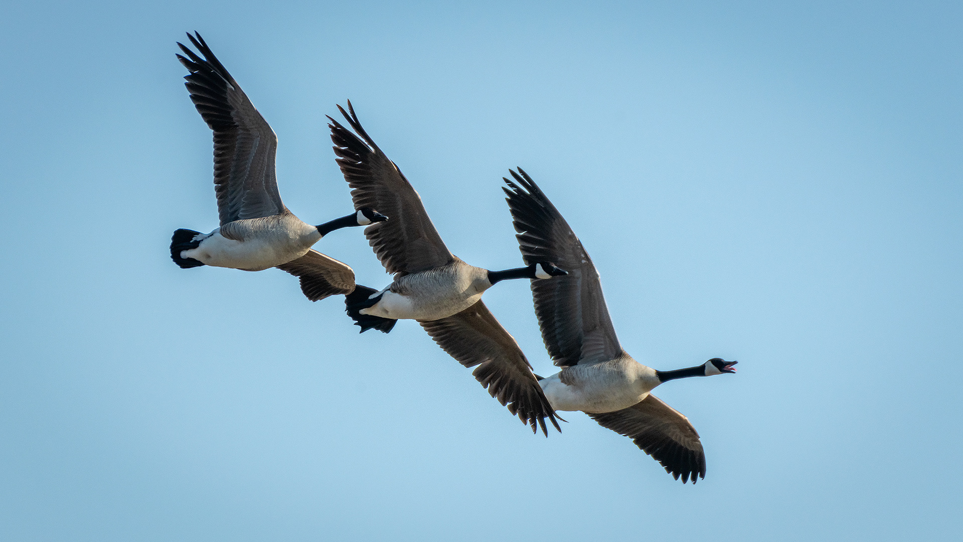 Canada Geese (in flight), Marshall Springs, Fish Creek Provincial Park, Calgary, AB