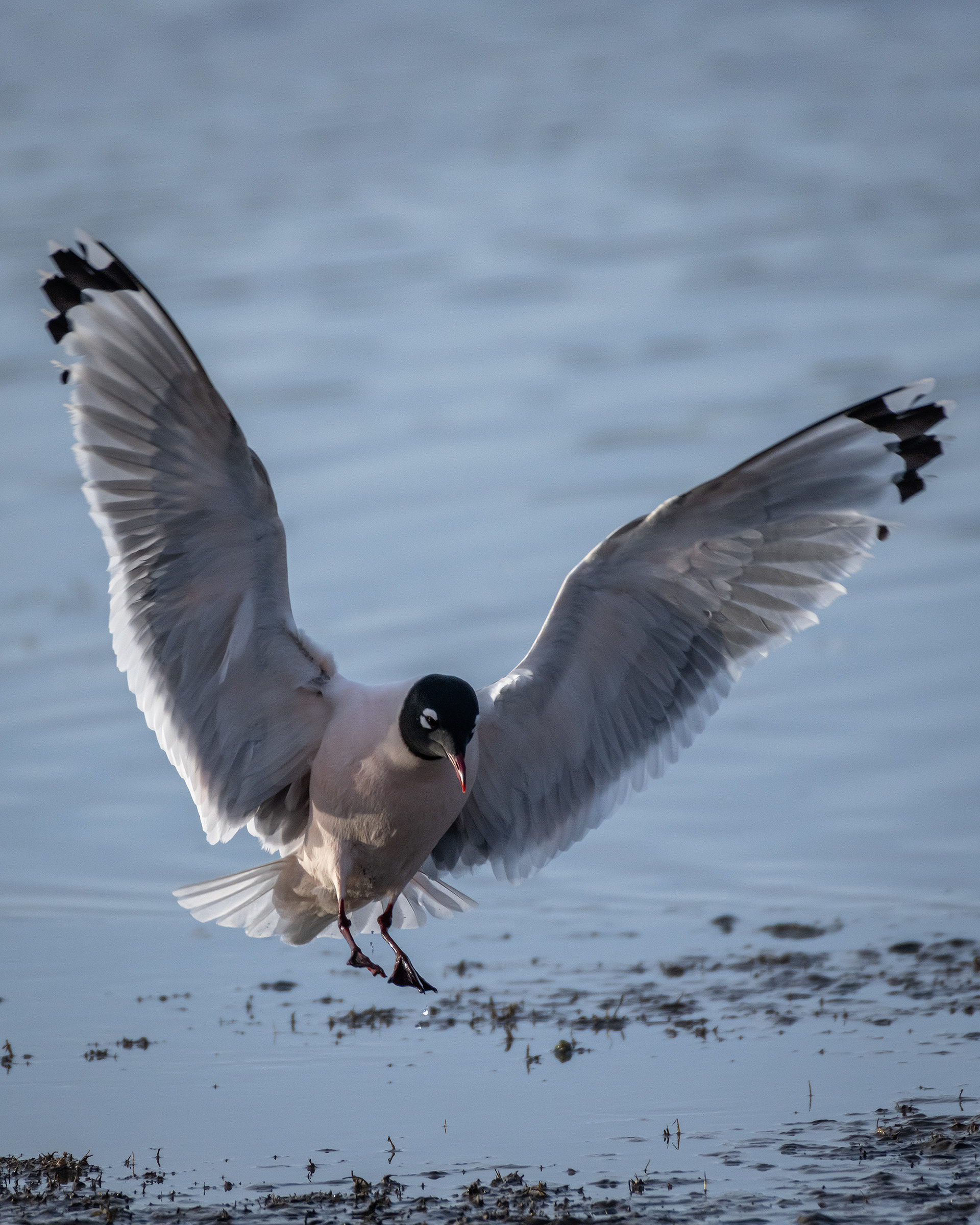 Franklin's Gull (in flight), Glenmore Reservoir, North Glenmore Park, Calgary, AB