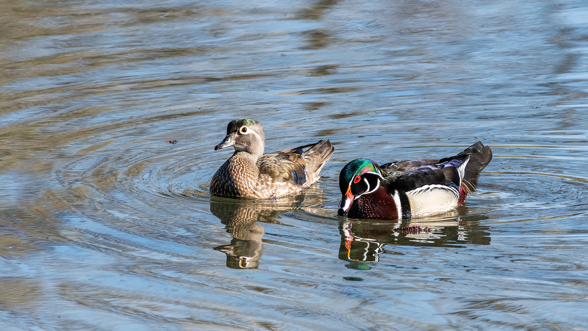 Wood Duck pair at the Inglewood Bird Sanctuary & Nature Centre, Calgary, Alberta