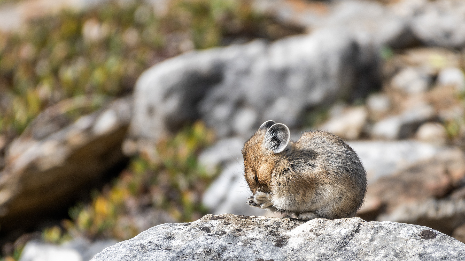 Pika, Stanley Glacier Trail, Kootenay National Park, British Columbia