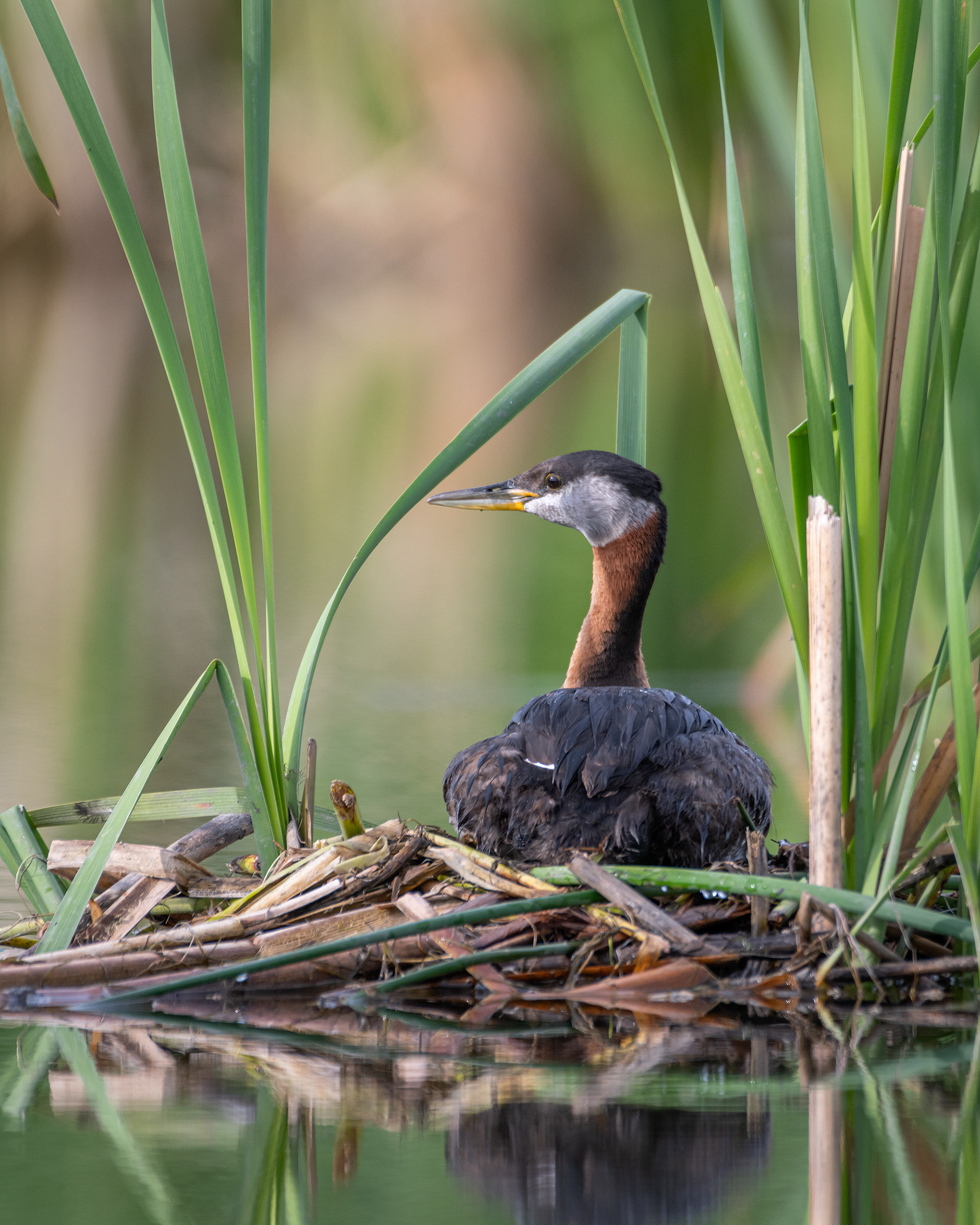 Red-necked Grebe, Marshall Springs ponds, Fish Creek Provincial Park, Calgary, AB