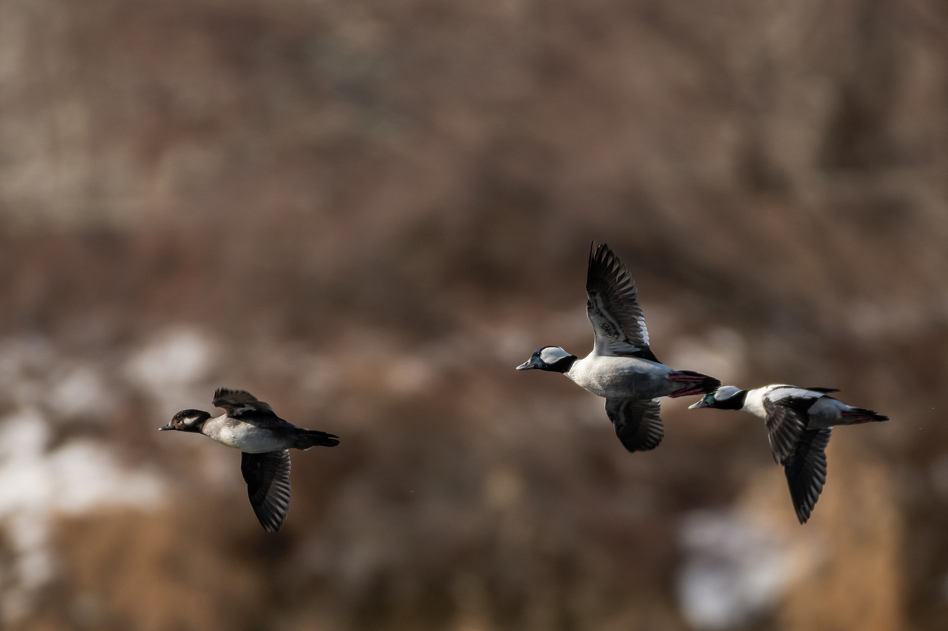 Buffleheads (2 males, 1 female) in flight, Bow River, just down stream from Carburn Park, Calgary, AB