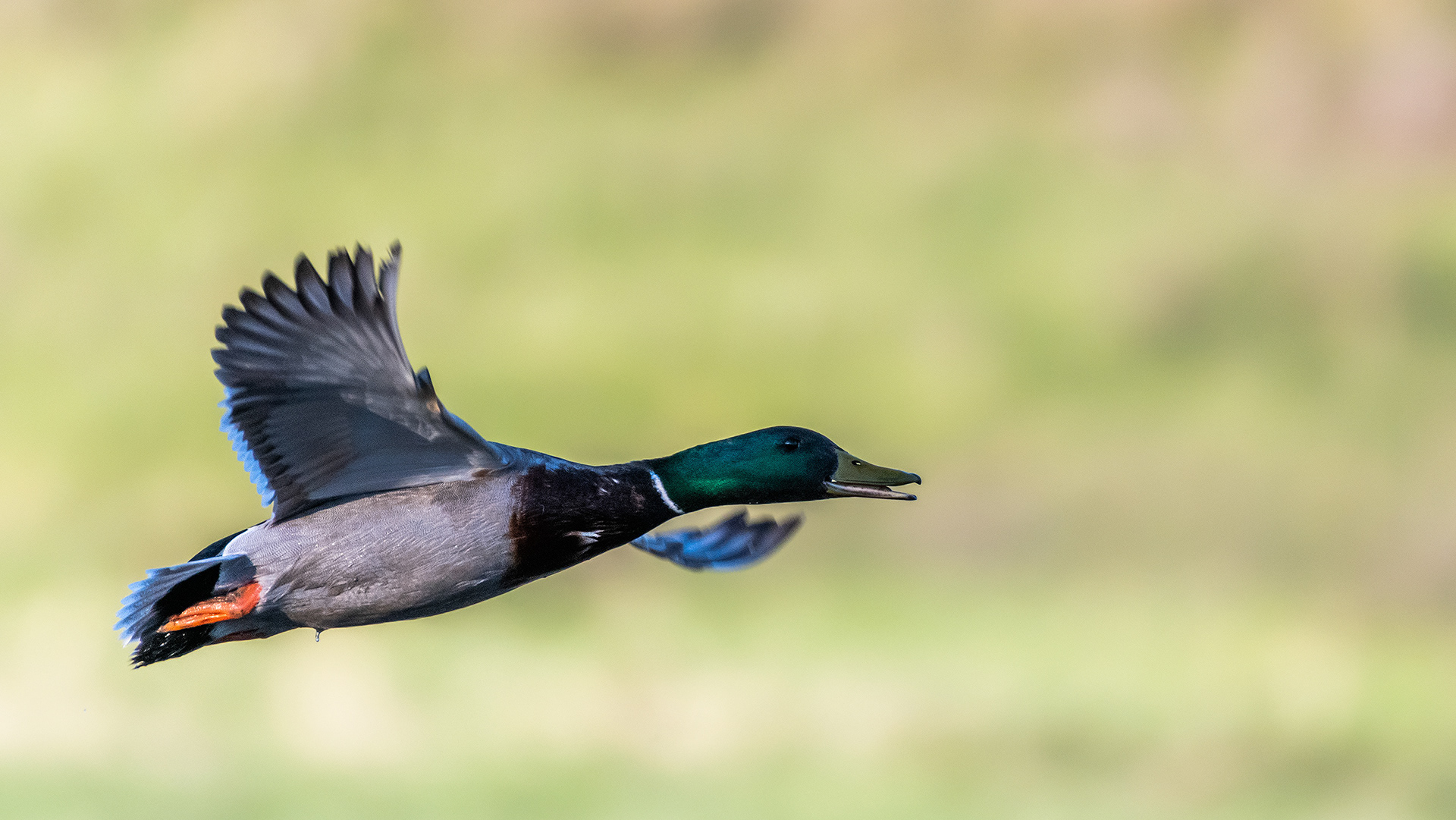 Mallard (male, in flight) at the Marshall Springs ponds in Fish Creek Provincial Park, Calgary, Alberta