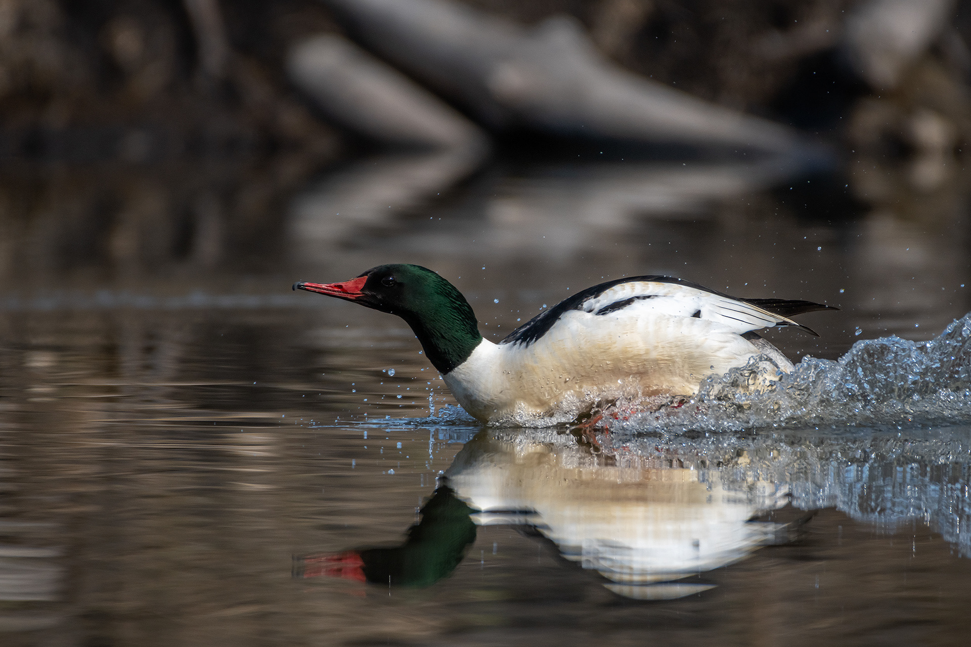 Common Merganser (male), Marshall Springs, Fish Creek Provincial Park, Calgary, AB