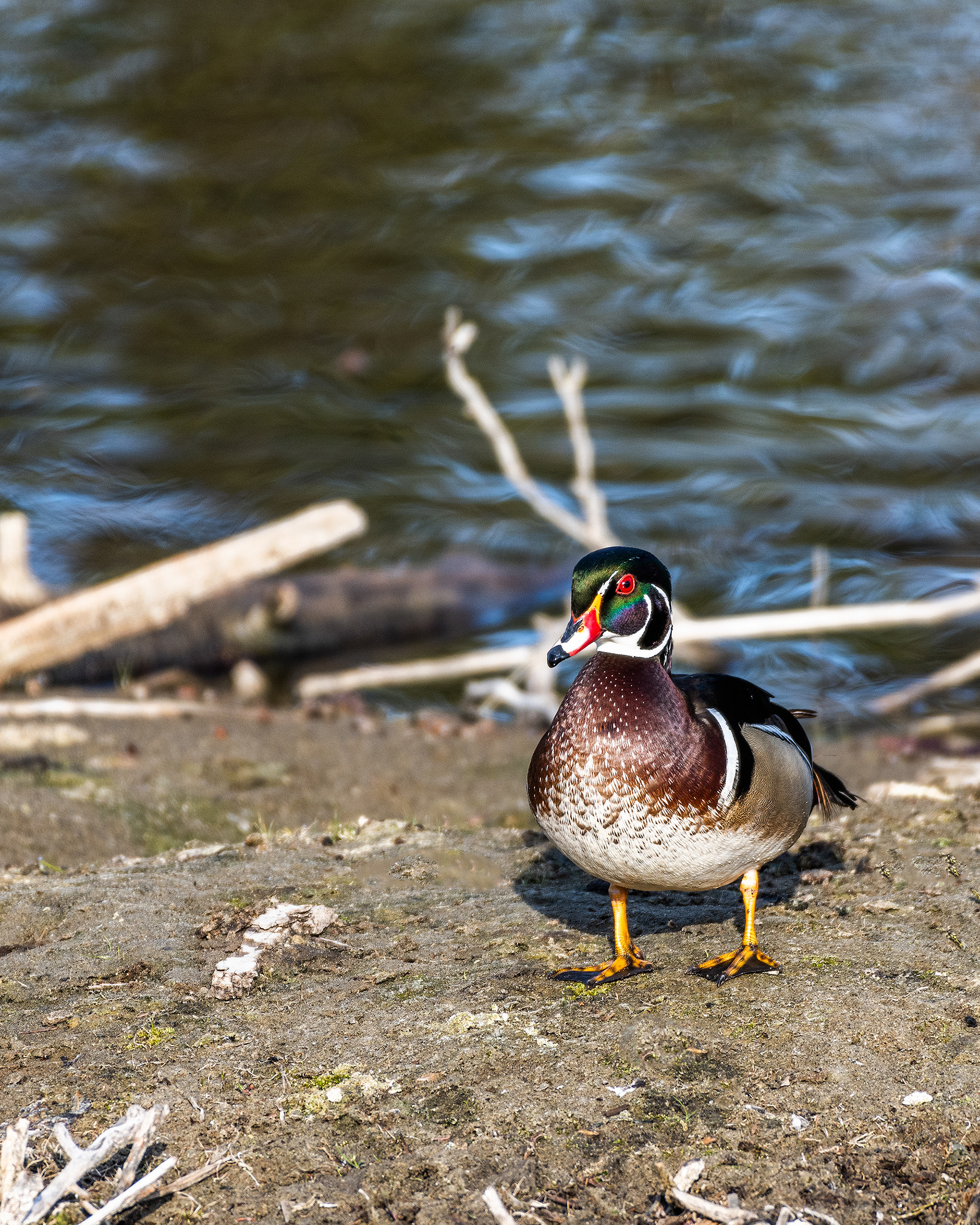 Wood Duck (male) at the Inglewood Bird Sanctuary & Nature Centre, Calgary, Alberta