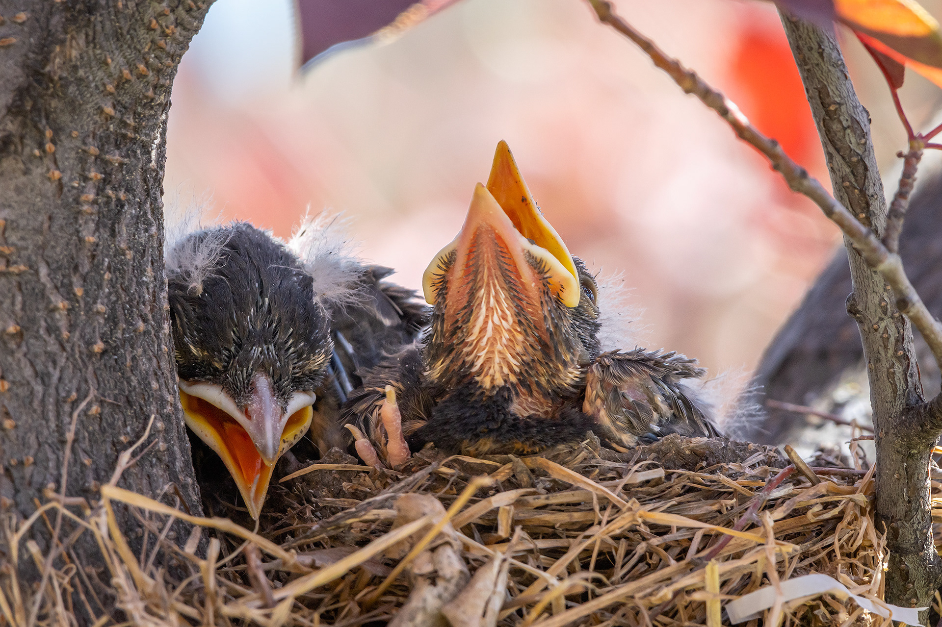 American Robin hatchlings, Bridlewood, Calgary, AB