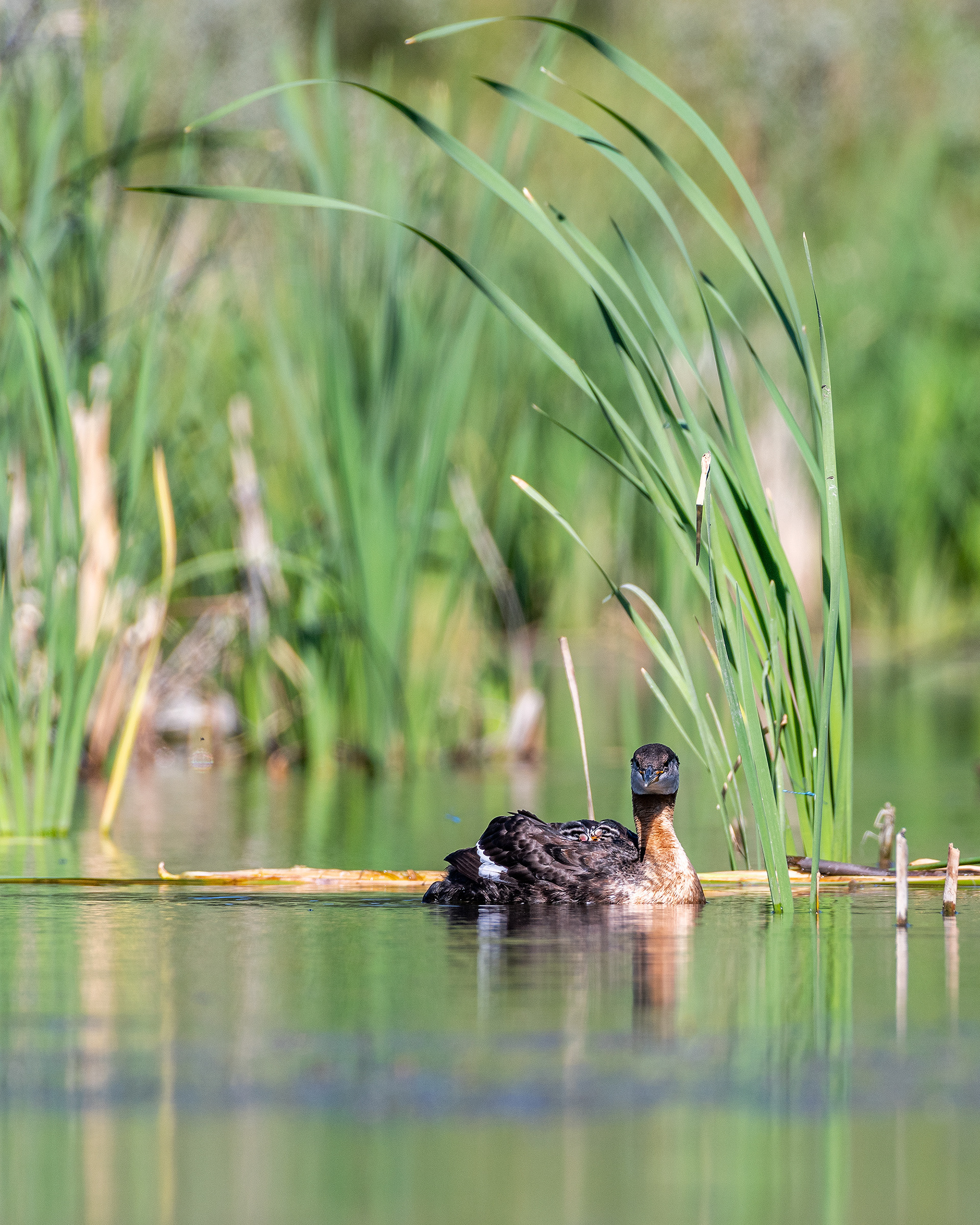 Red-necked Grebe (female) with the two chicks on her back, Marshall Springs - Fish Creek Prov. Park, Calgary, AB