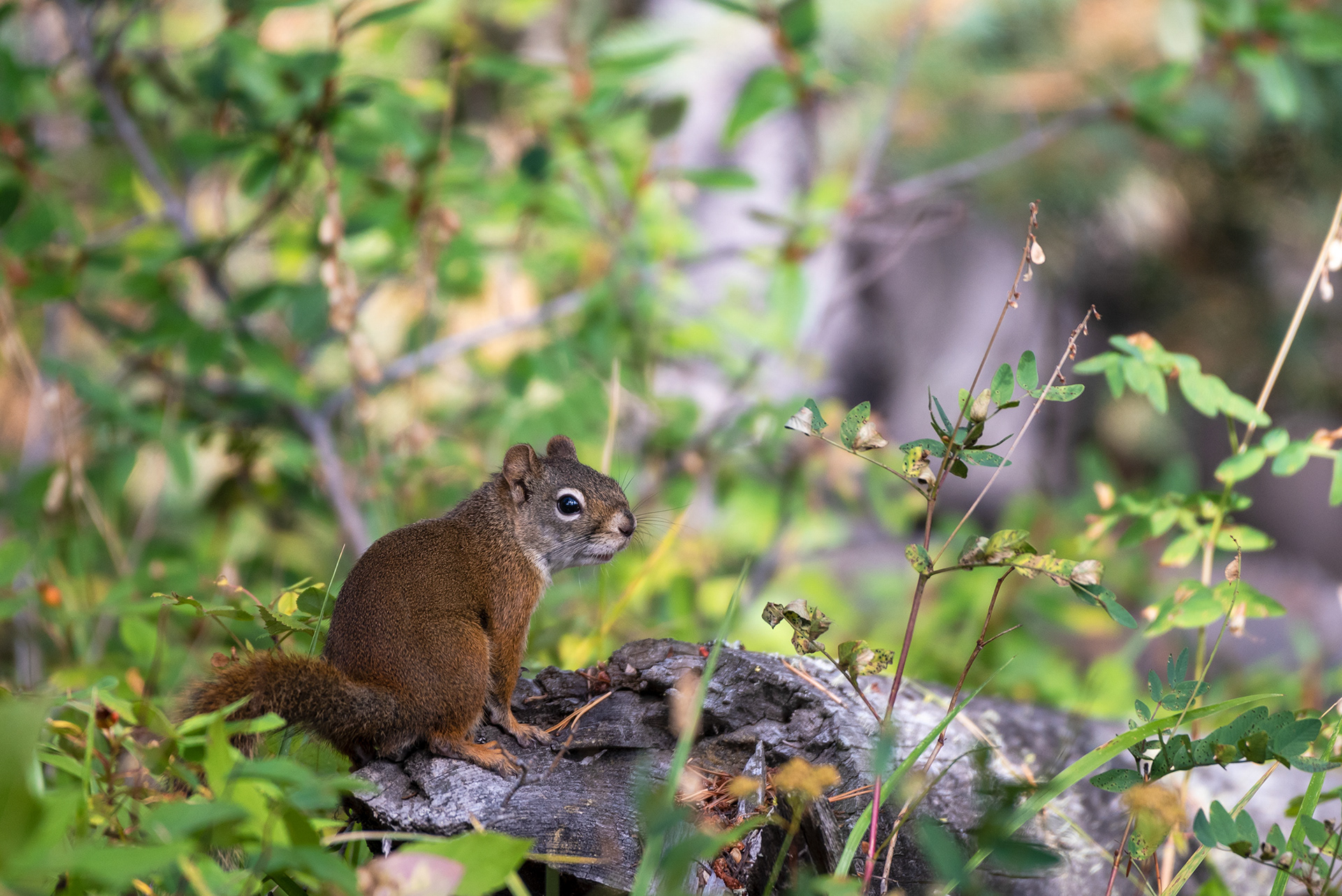 Red Squirrel at Prairie Mountain