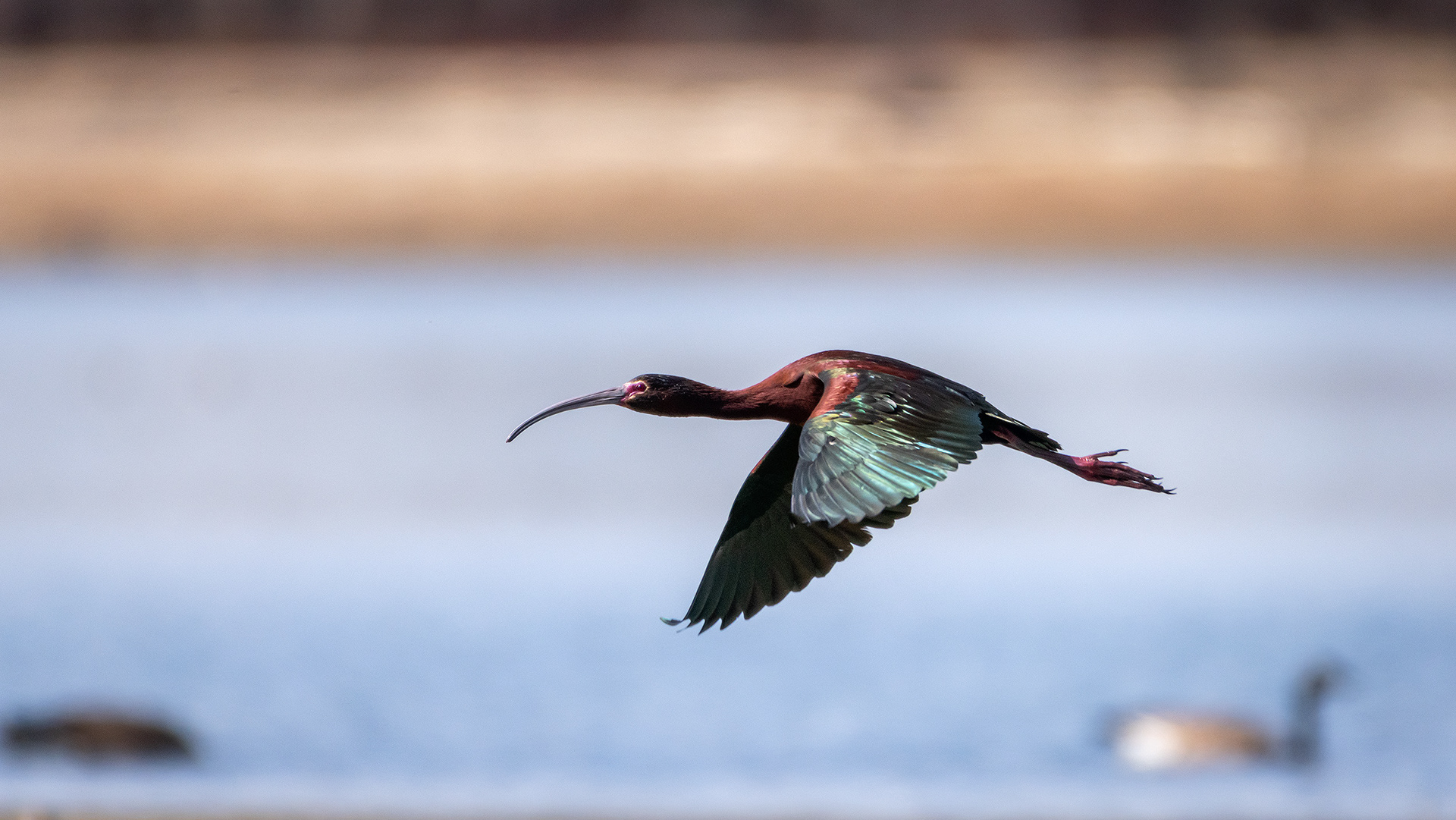 White-faced Ibis (in flight), Glenmore Reservoir, North Glenmore Park, Calgary, AB