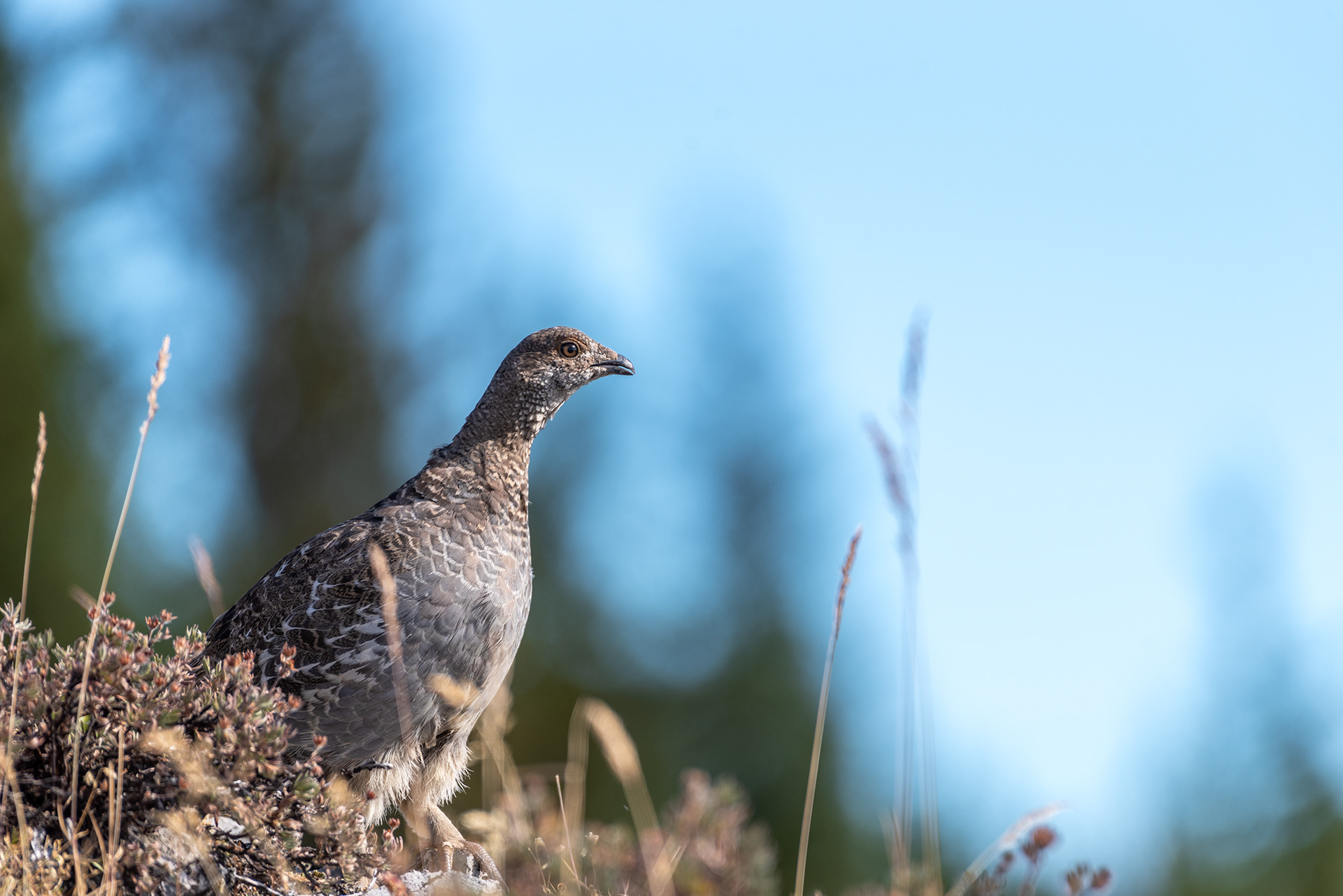 Sage Grouse bird at Prairie Mountain