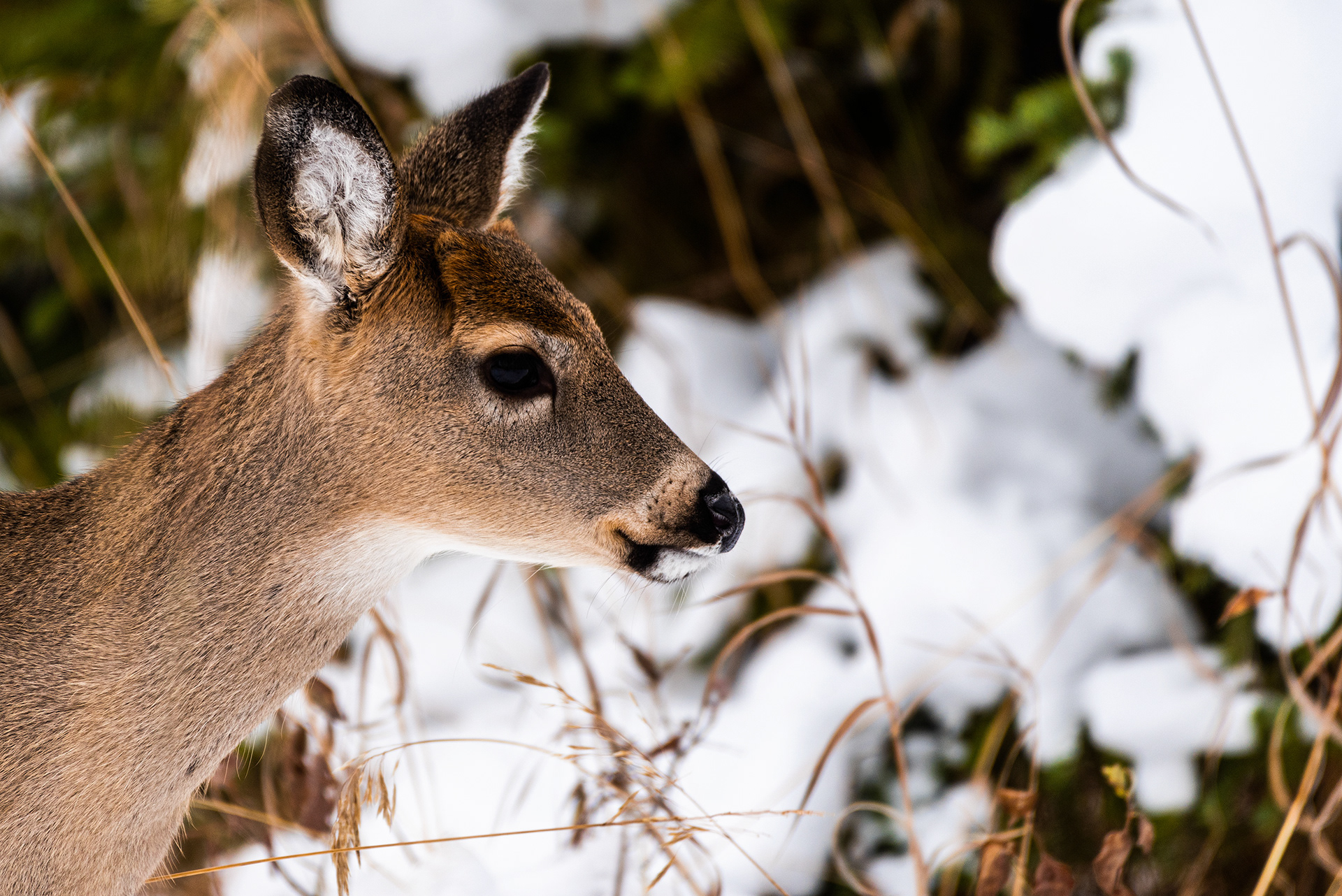 White-tailed Deer near the Marshall Springs ponds in Fish Creek Provincial Park