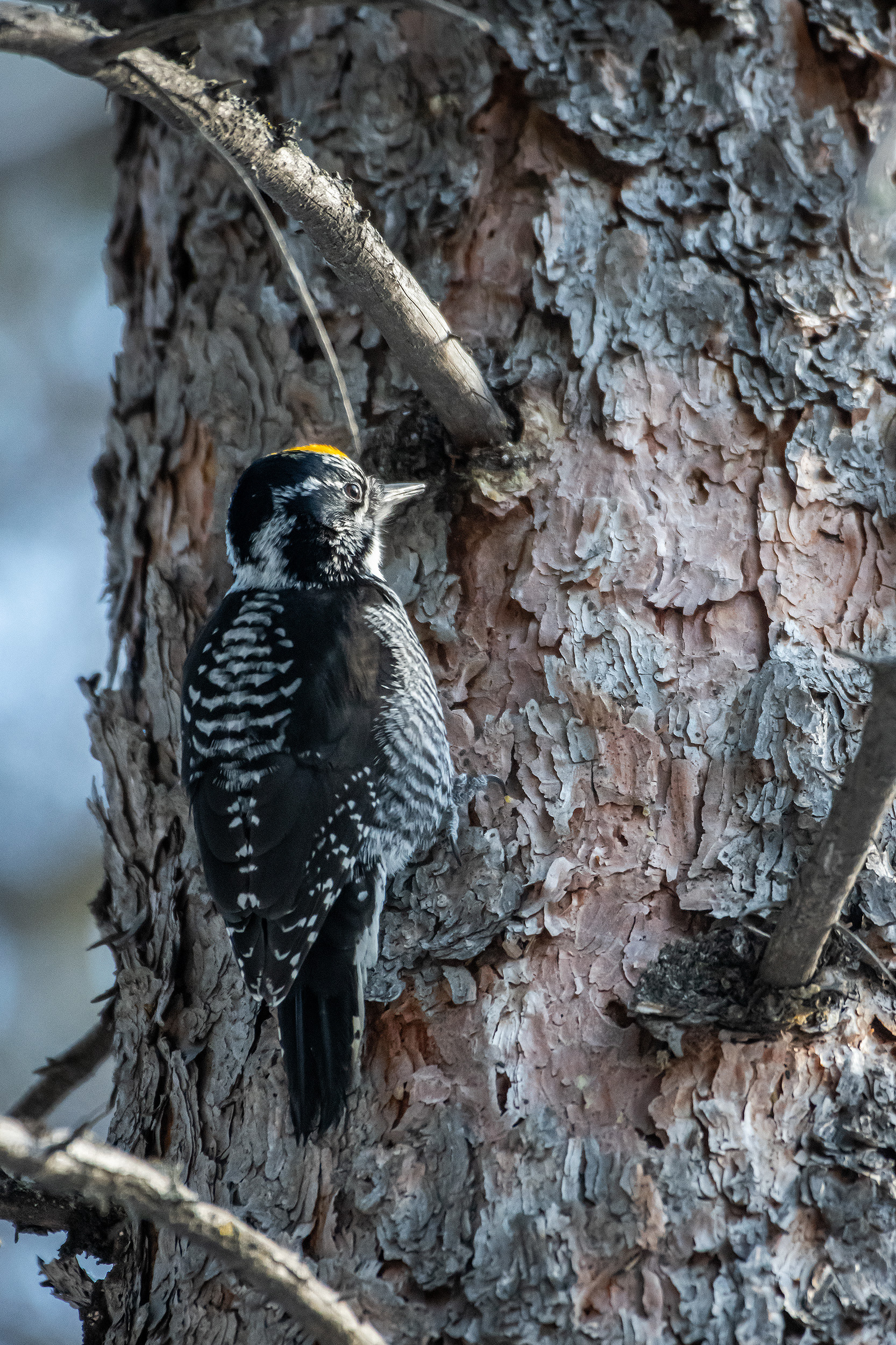 Three-toed Woodpecker (male), near the Marshall Springs area of Fish Creek Provincial Park, Calgary, AB