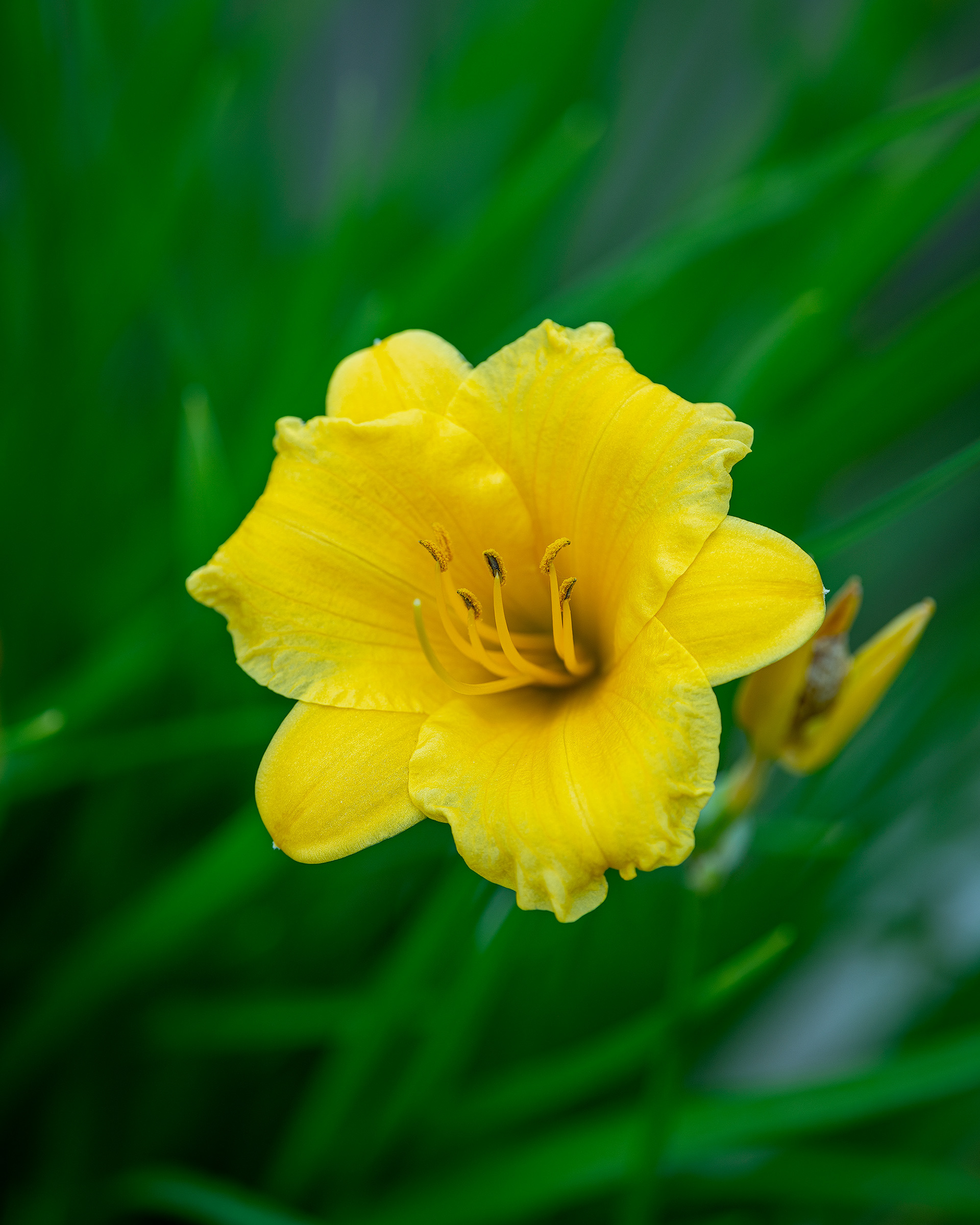 Flower, Bridlewood, Calgary, AB