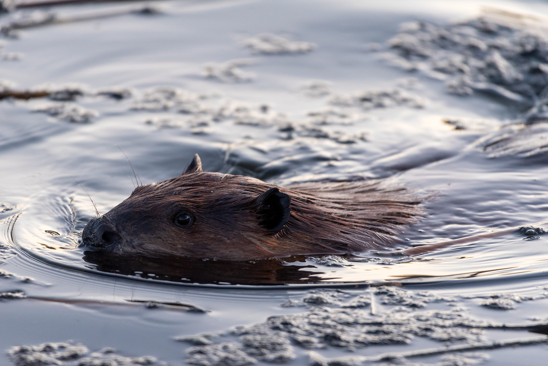 beaver, Marshall Springs, Fish Creek Provincial Park, Calgary, Alberta