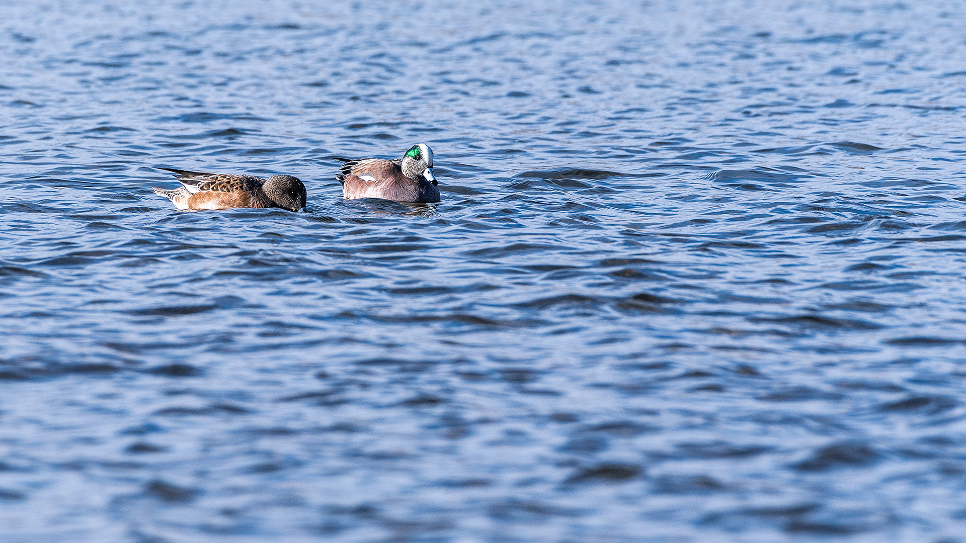 American Wigeon pair on the Bow River near Carburn Park, Calgary, AB