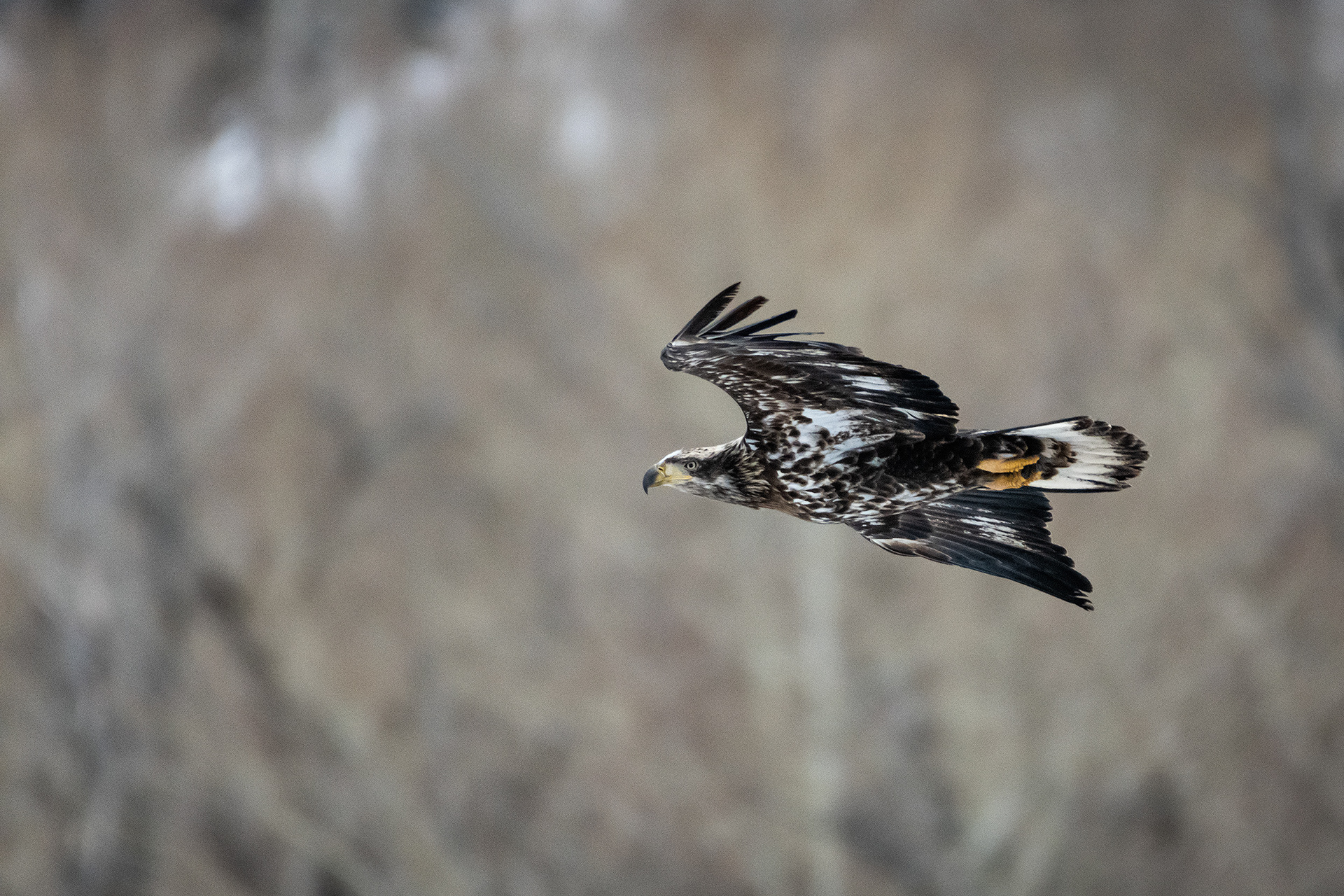 Bald Eagle (immature) in flight - Southview Off Leash Dog Park, Calgary, AB