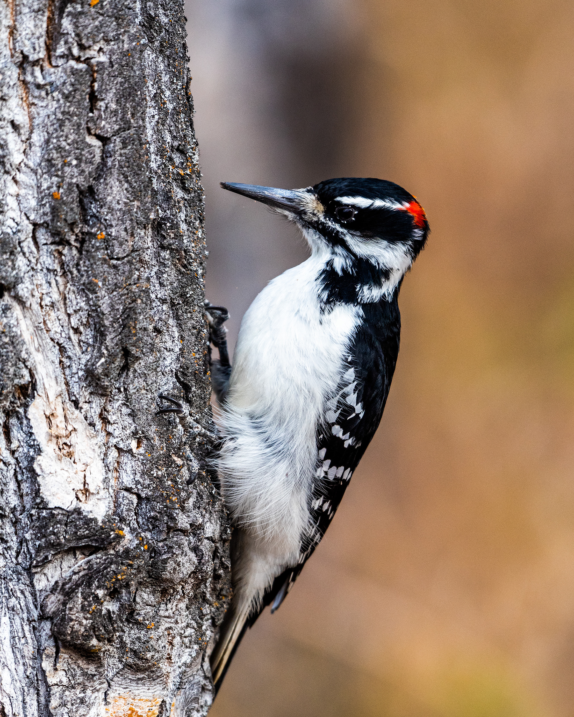 Hairy Woodpecker (male) near the Marshall Springs ponds in Fish Creek Provincial Park