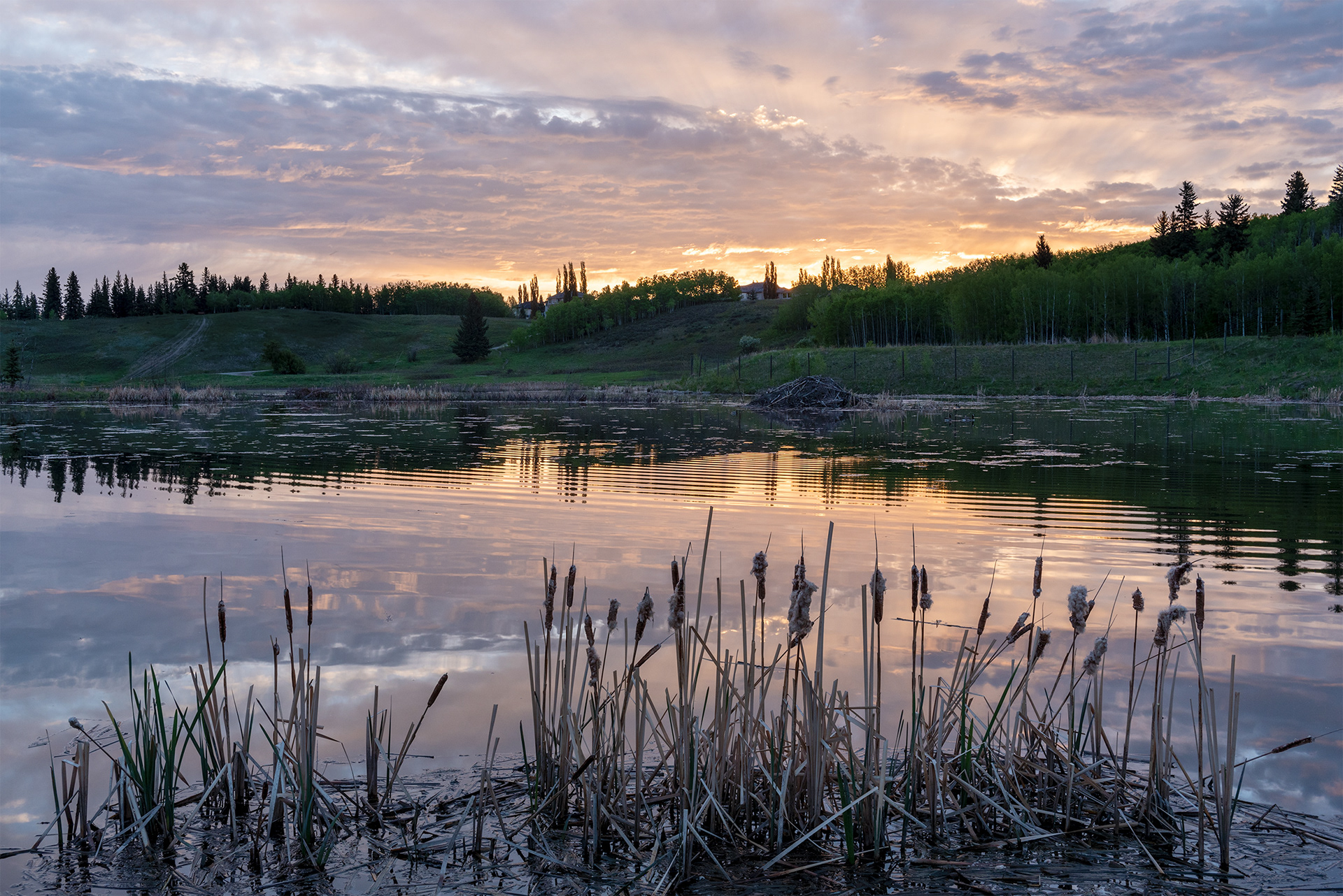 sunrise, Marshall Springs, Fish Creek Provincial Park, Calgary, Alberta