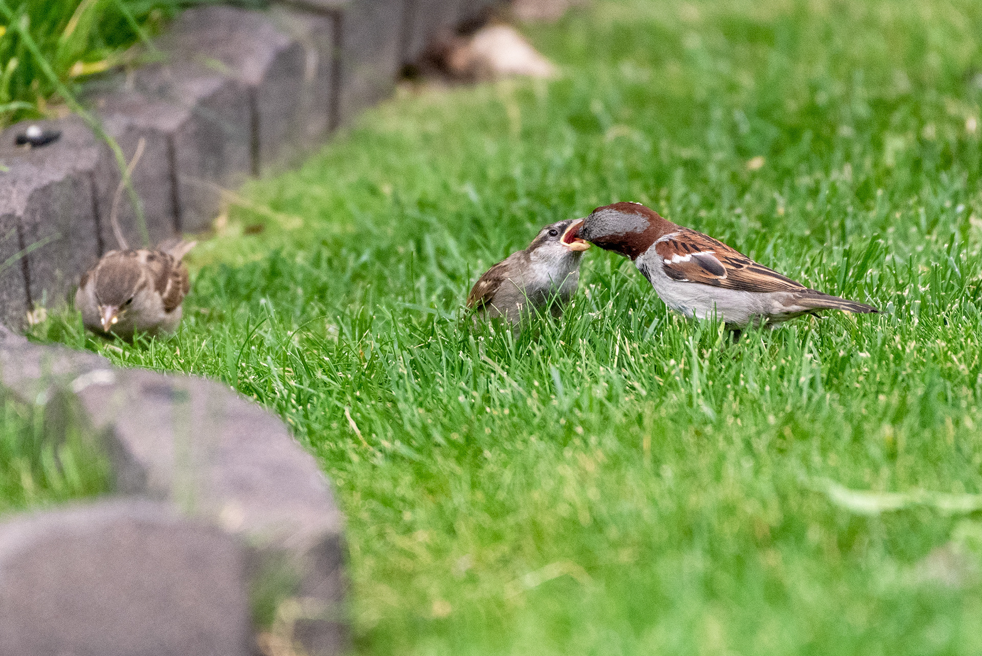 A House Sparrow feeds its little one