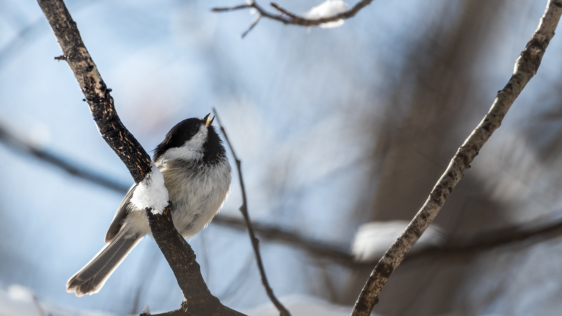 Black-capped Chickadee, Weaselhead Flats, Calgary, AB
