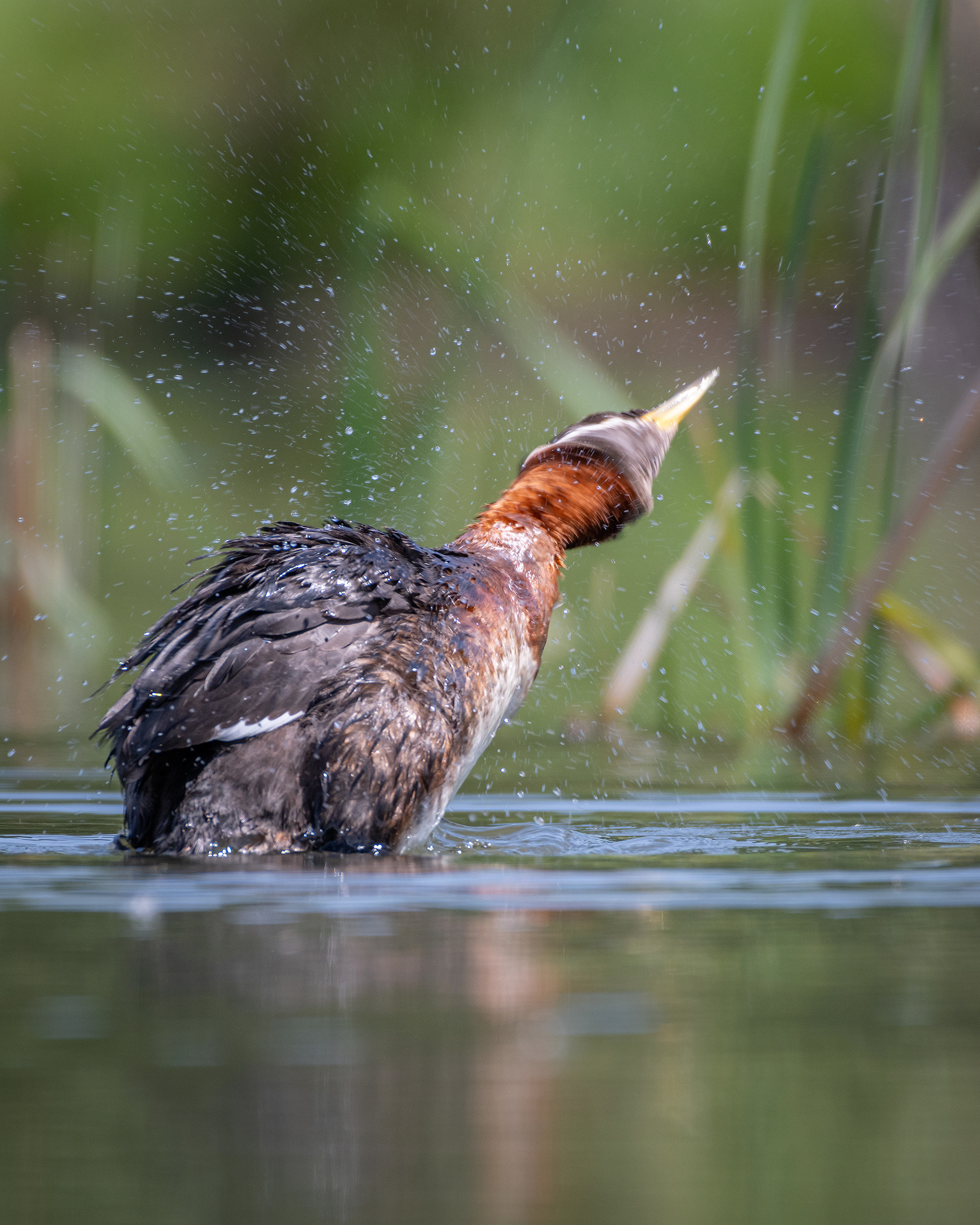 Red-necked Grebe, Marshall Springs ponds, Fish Creek Provincial Park, Calgary, AB