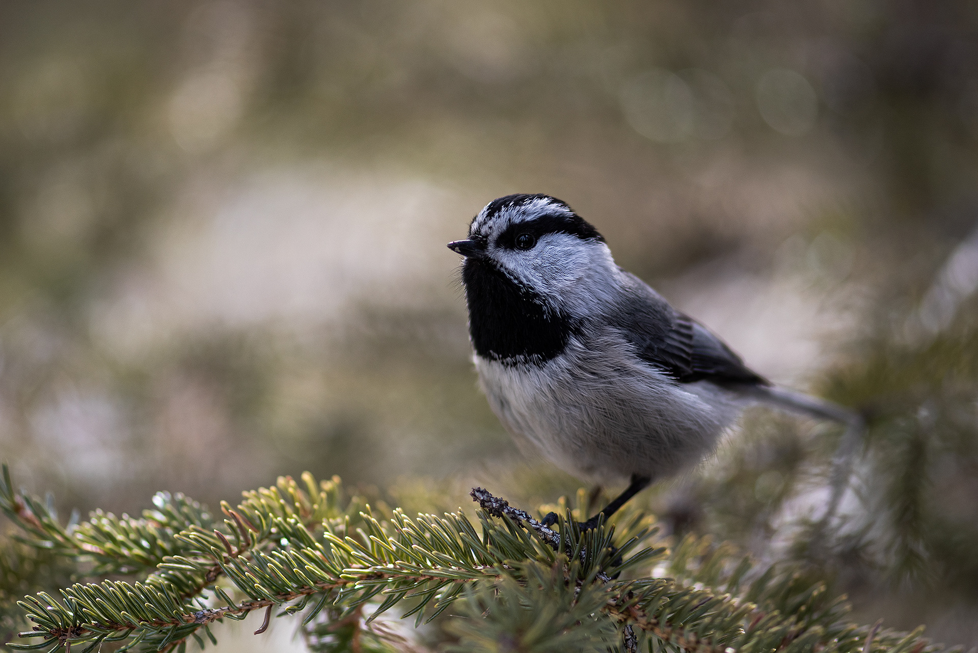 Mountain Chickadee, near the Marshall Springs area of Fish Creek Provincial Park, Calgary, AB