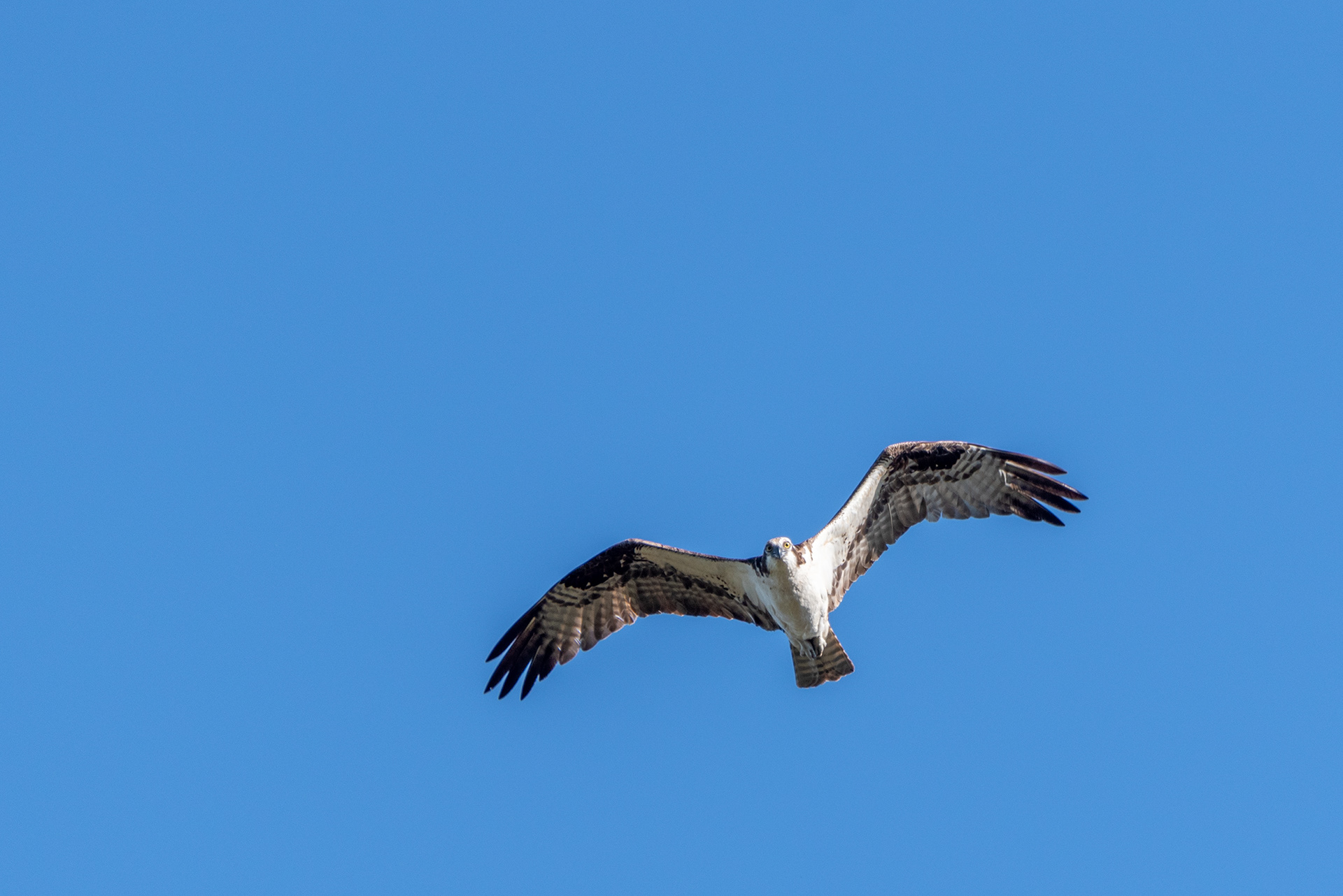 Osprey at the Marshall Springs ponds in Fish Creek Provincial Park