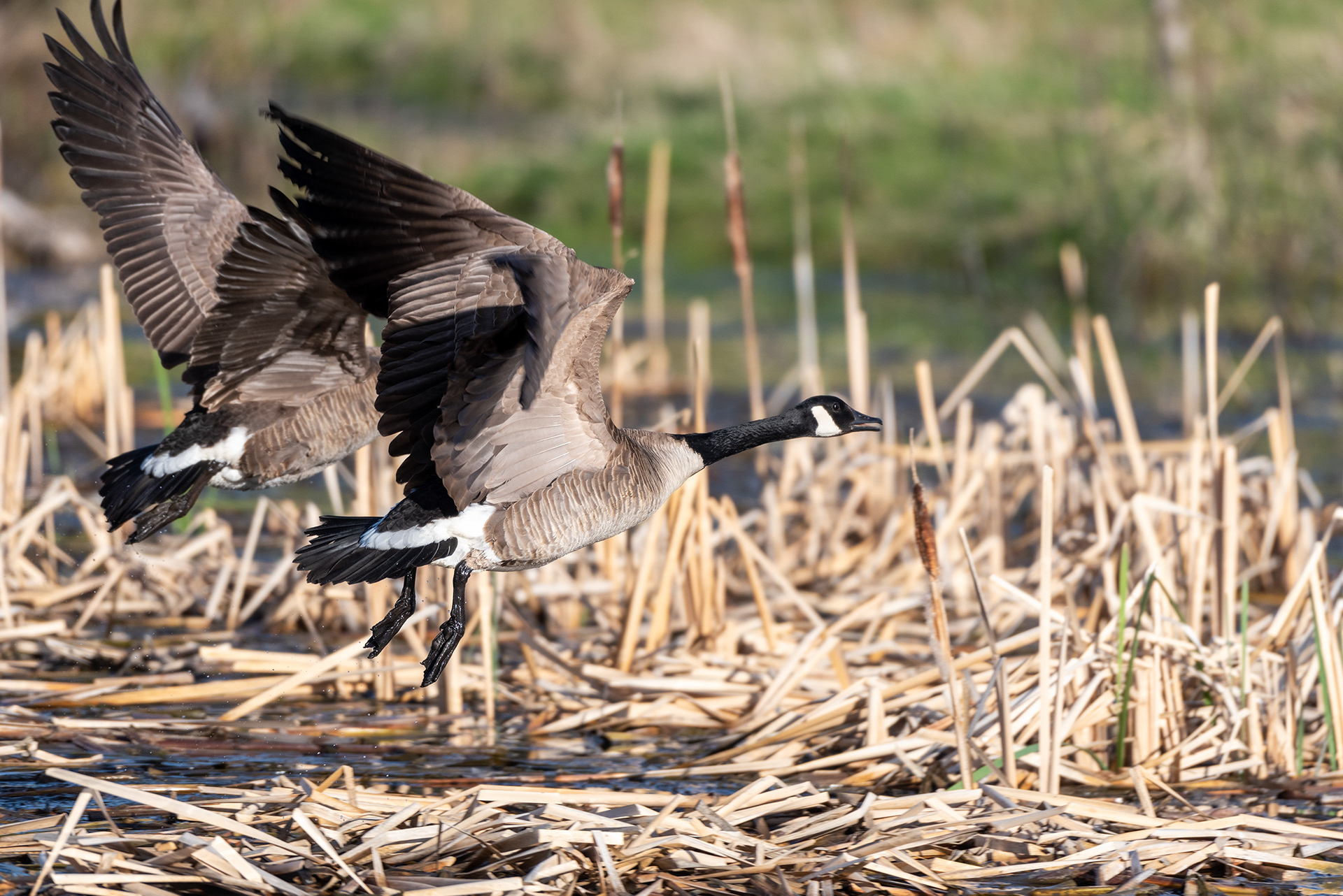 Canada Geese, Marshall Springs, Fish Creek Provincial Park, Calgary, Alberta
