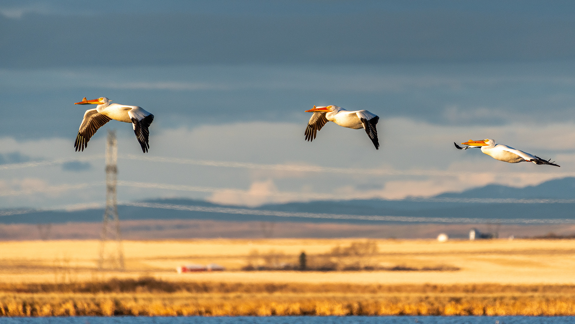 Pelicans in flight at Frank Lake, Alberta