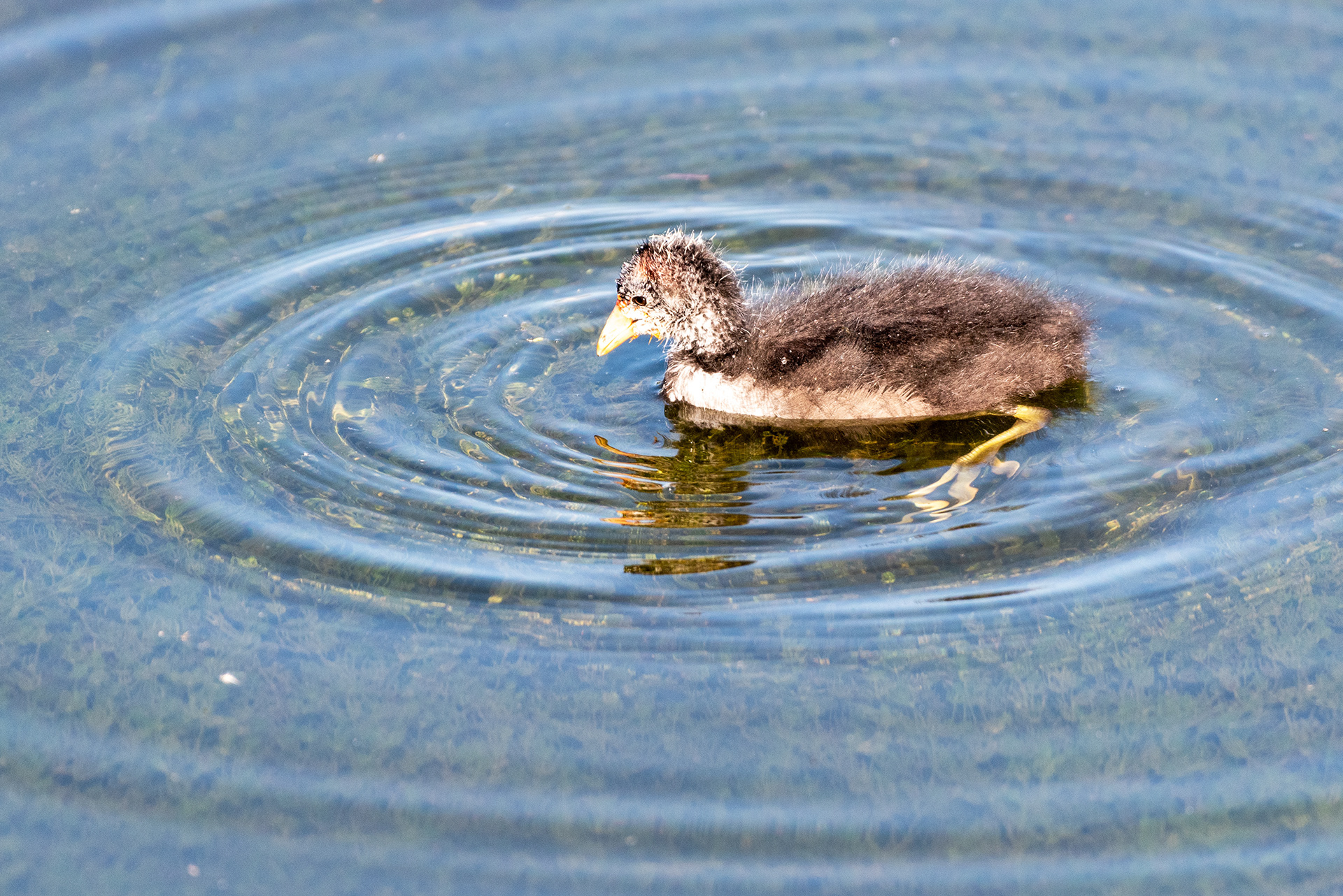 American Coot chick, Bridlewood Wetlands Park, Calgary, Alberta