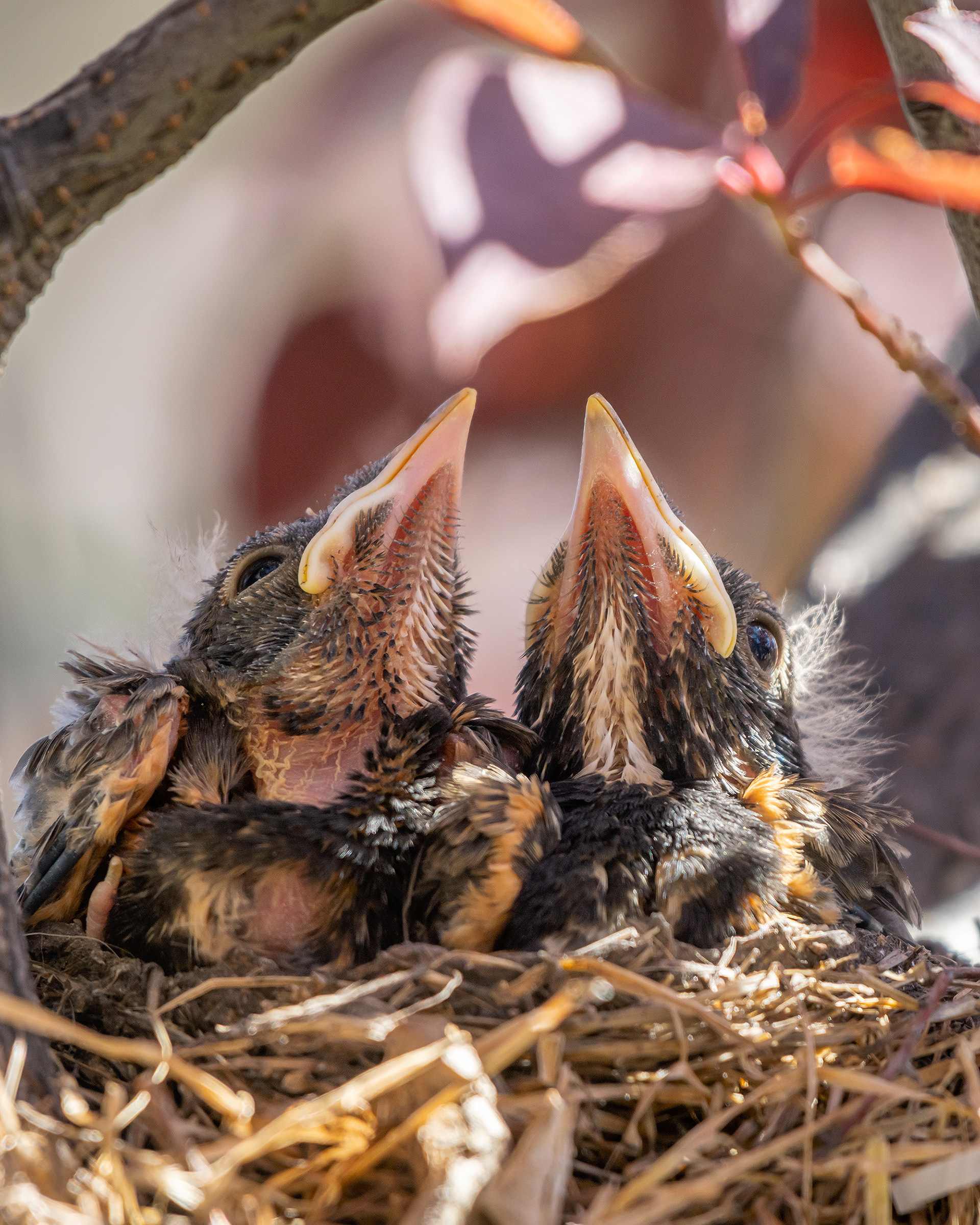 American Robin hatchlings, Bridlewood, Calgary, AB