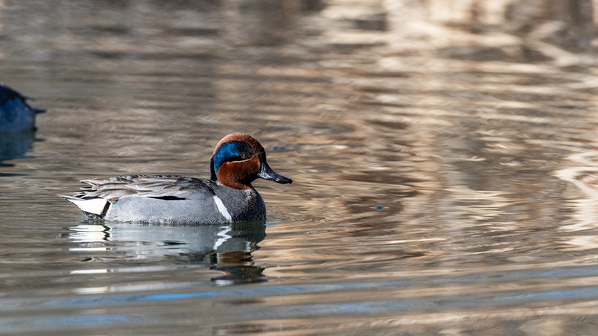 Green-winged Teal (male) at Bridlewood Wetlands Park, Calgary, Alberta