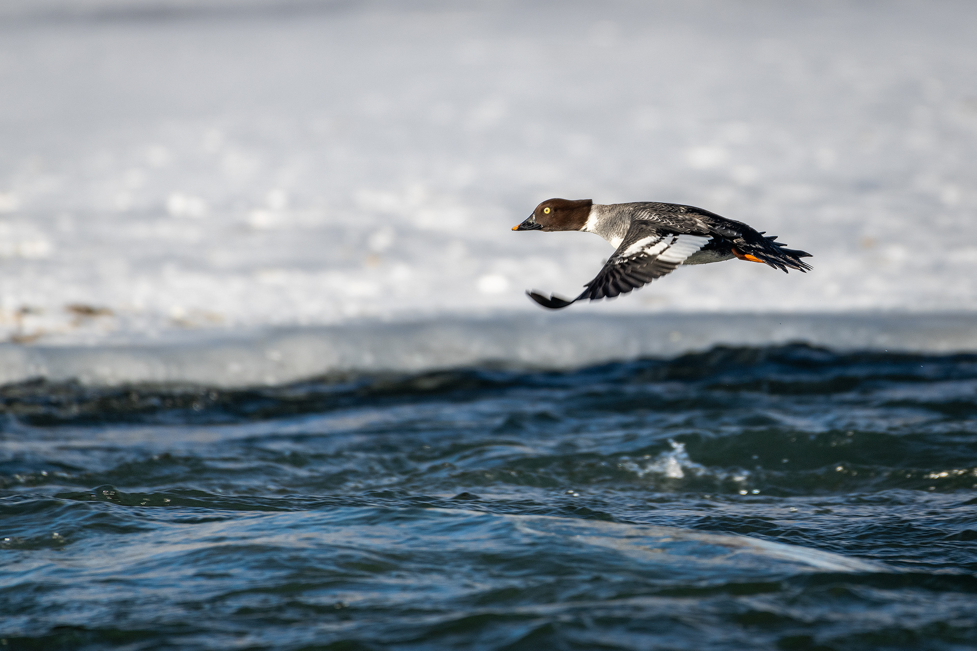Goldeneye (female) in flight - Bow River, Refinery Park, Calgary, AB