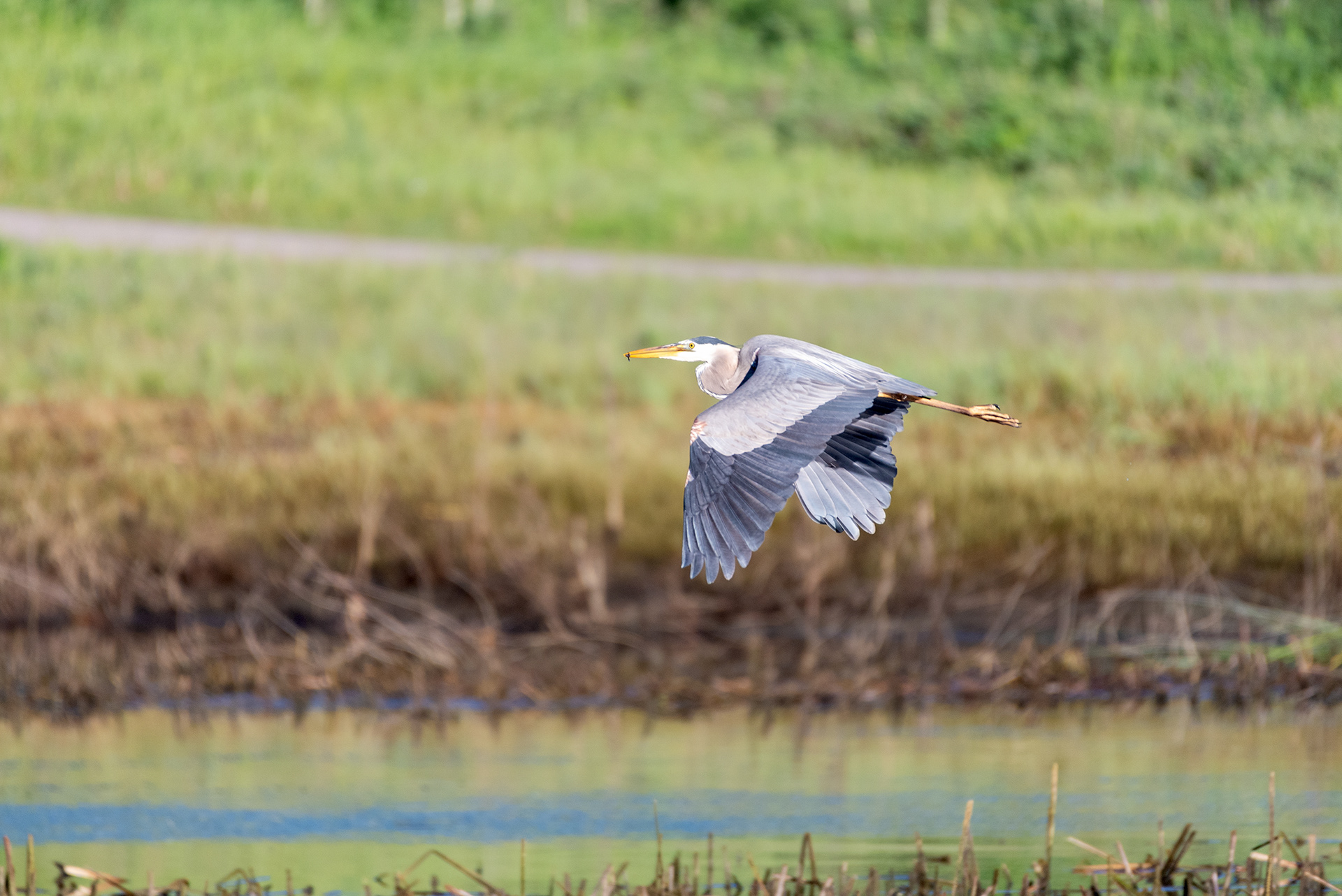 Great Blue Heron (in flight, side view)