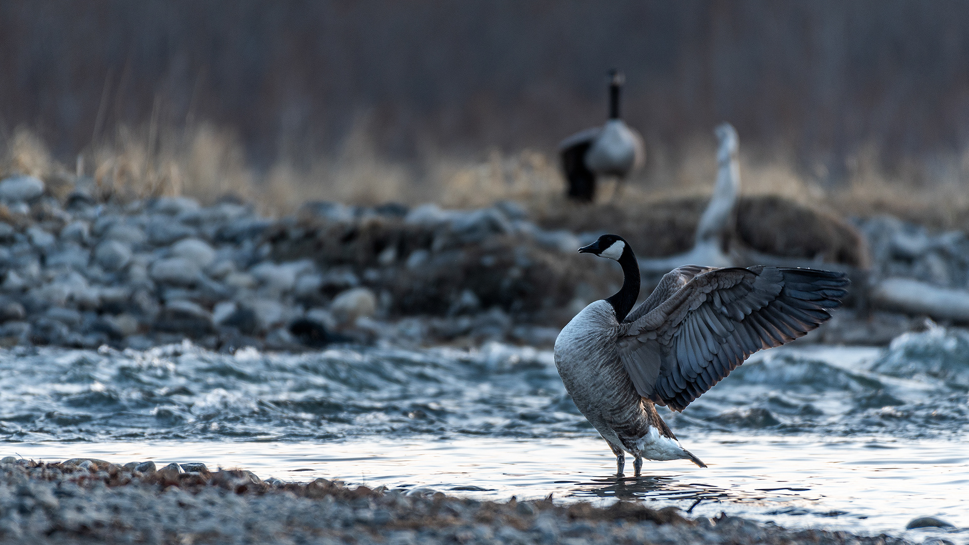 Canada Geese near Mallard Point, Fish Creek Prov. Park, Calgary, AB