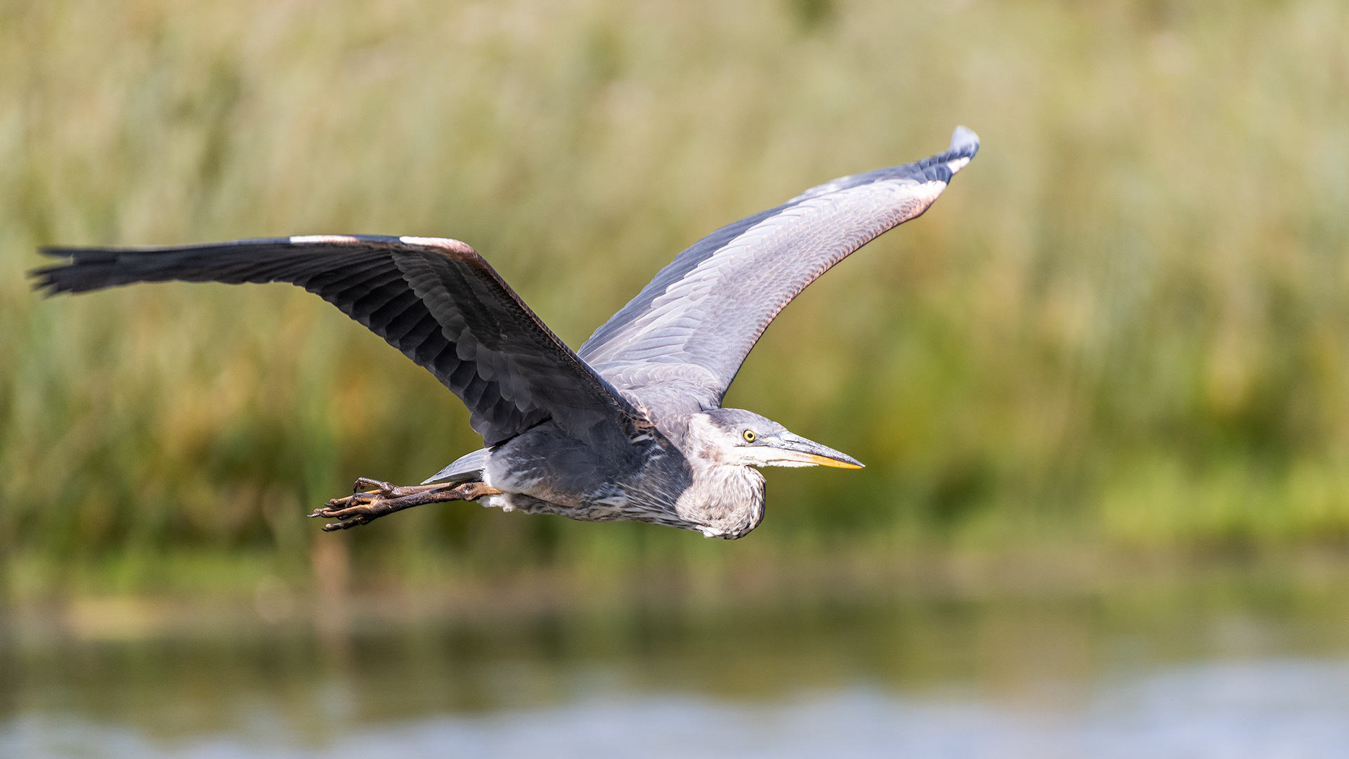 Great Blue Heron (in flight), Marshall Springs - Fish Creek Prov. Park, Calgary, AB