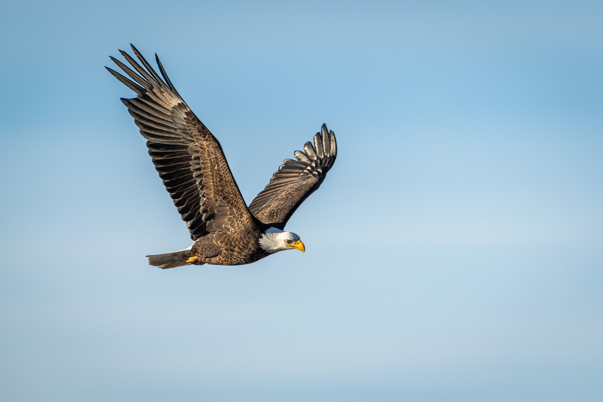 Bald Eagle (in flight) - Carburn Park, Calgary, AB