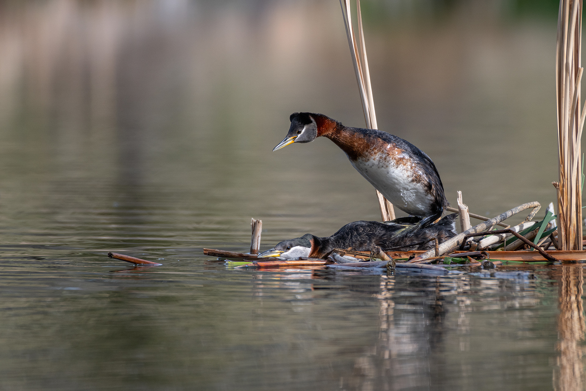 Red-necked Grebe pair mating, Marshall Springs ponds - Fish Creek Prov. Park, Calgary, AB