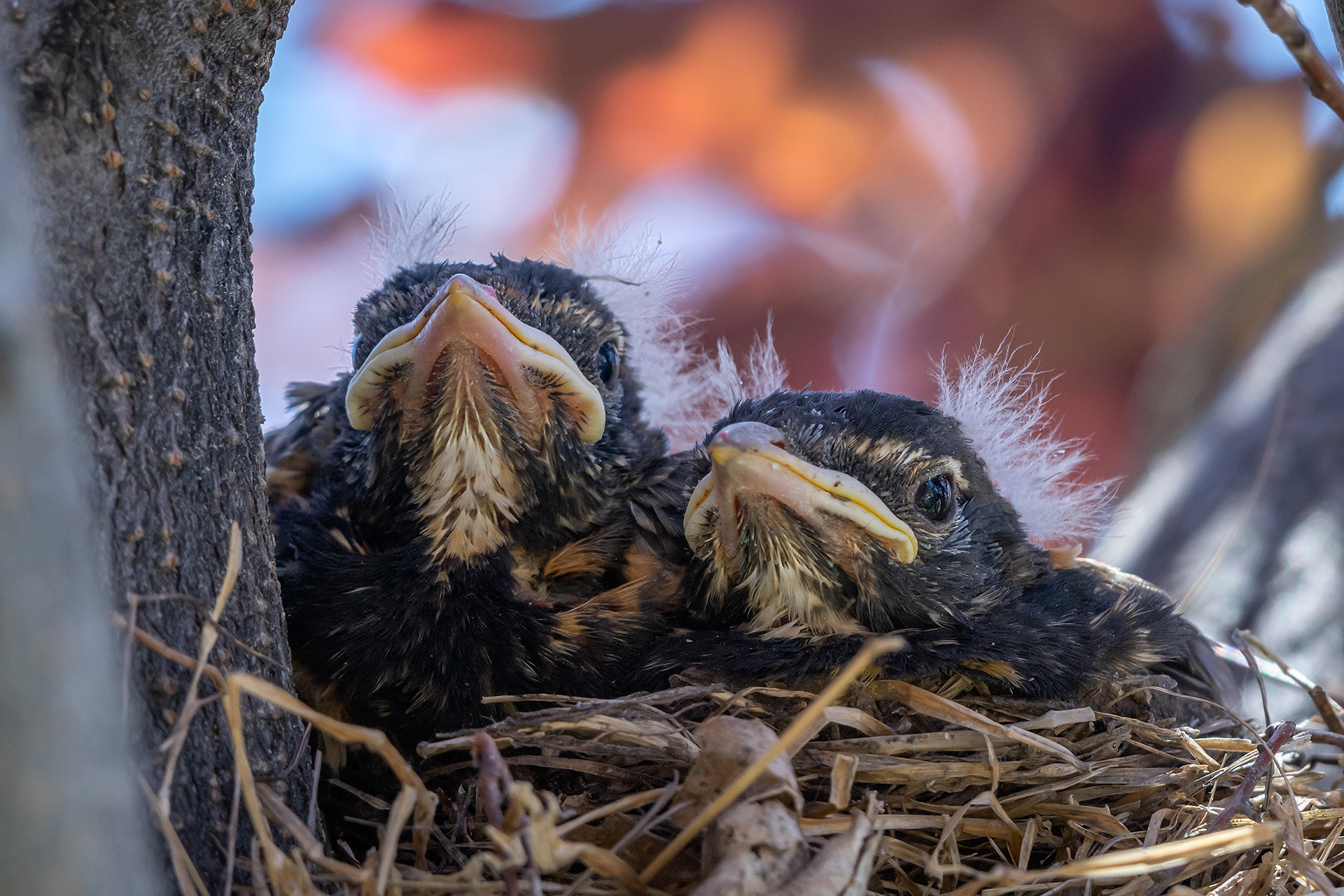 American Robin hatchlings, Bridlewood, Calgary, AB