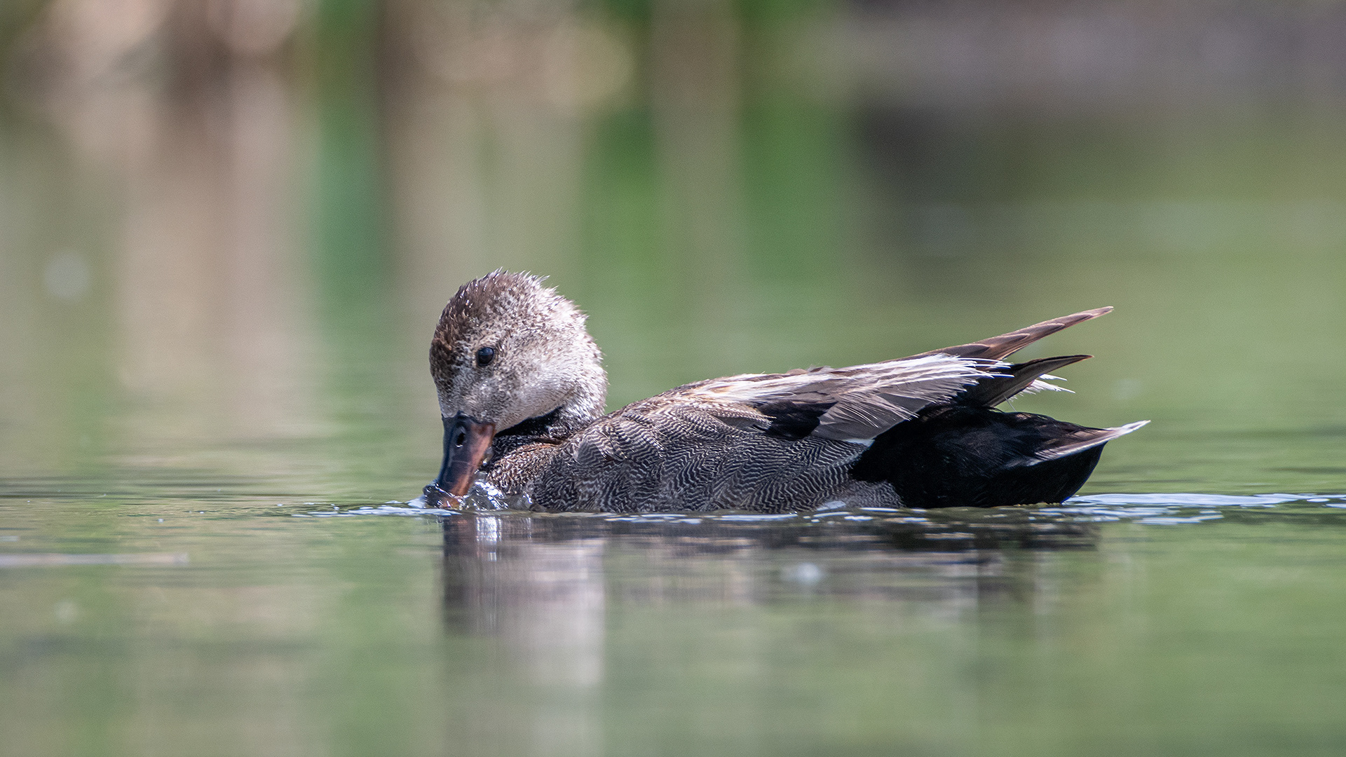 Gadwall (female), Marshall Springs ponds, Fish Creek Provincial Park, Calgary, AB