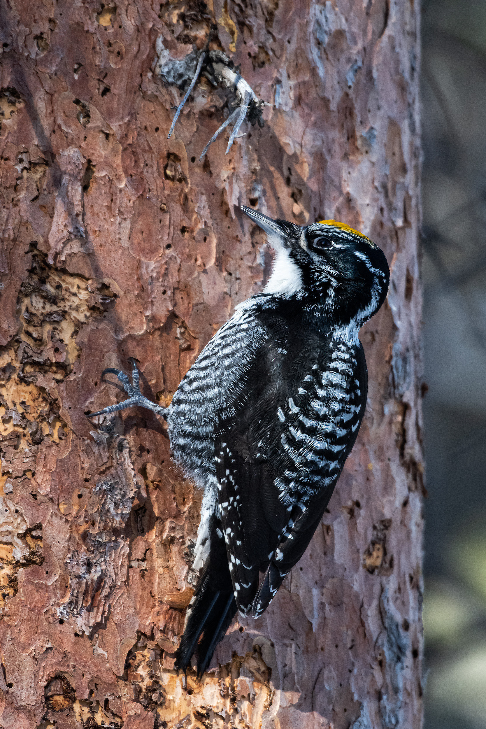 Three-toed Woodpecker (male), near the Marshall Springs area of Fish Creek Provincial Park, Calgary, AB