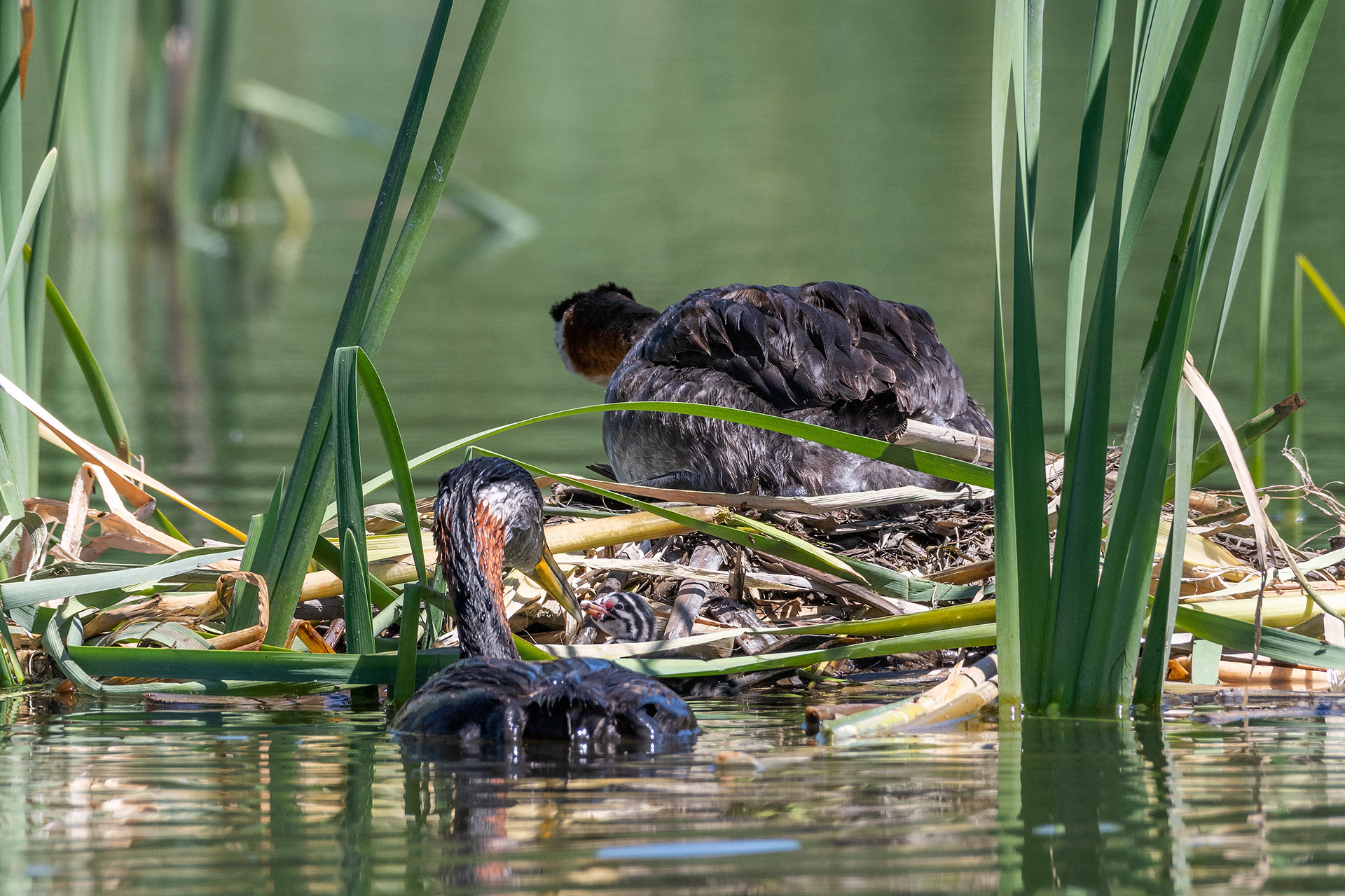 Red-necked Grebe pair at their nest with their newly hatched chick (Dad brought some food for the chick), Marshall Springs - Fish Creek Prov. Park, Calgary, AB