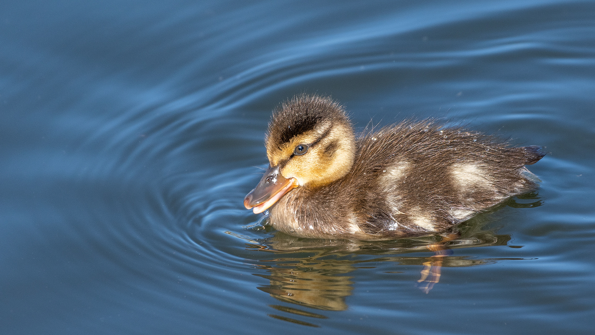 Mallard duckling at Bridlewood Wetlands Park, Calgary, Alberta