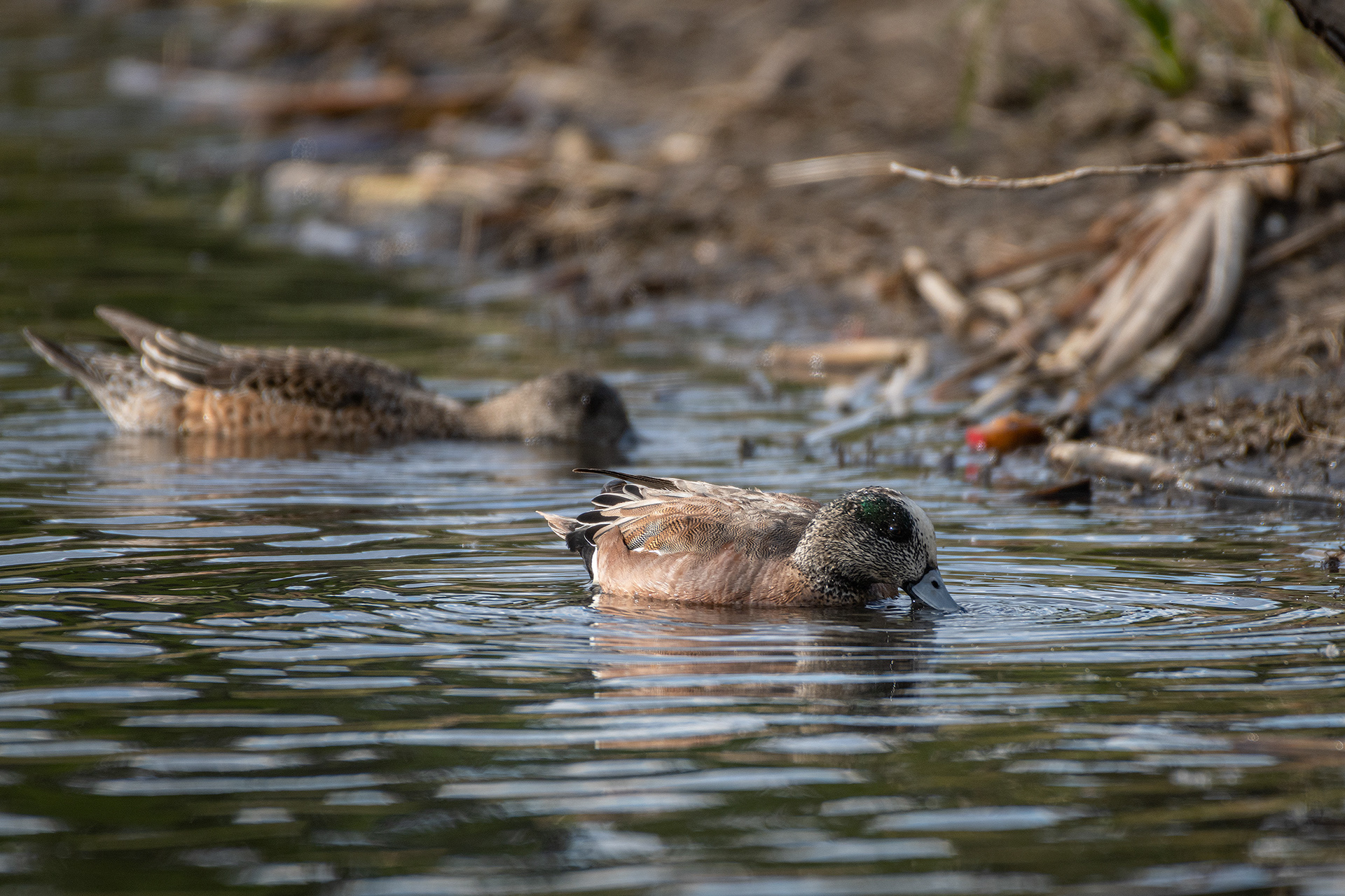 American Wigeon pair (male foreground, female background), Marshall Springs ponds, Fish Creek Provincial Park, Calgary, AB